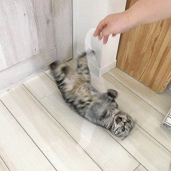 Shishi-maruのインスタグラム：「🐱ねこのきもちWEBMAGAZINE にて、猫エッセイが更新されました。今回は「ししまるが好きなおもちゃベスト3」のお話です。※今日から金曜更新です。 【渋ネコししまるさん】#10 ｜ねこのきもちWEB MAGAZINE https://cat.benesse.ne.jp/lovecat/content/?id=46528 ーーーーーーーーーーー 📕「ぷっちねこ。」「3匹のちいさな猫を召喚できたなら」「ちいさな猫を召喚できたなら」徳間書店より単行本発売中 ーーーーーーーーーーー ⭐︎ねこ漫画を描いています→@tacos_cat 🐱公式→@chiisanacat 🌺Twitter →@taco_emonemon ーーーーーーーーーーー」