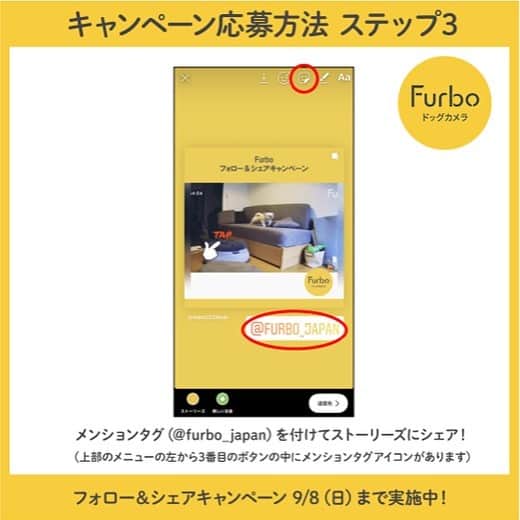 Furbo ドッグカメラさんのインスタグラム写真 - (Furbo ドッグカメラInstagram)「人気のドックカメラ「Furbo」が当たる！⁠﻿ フォロー＆シェアキャンペーン！⁠﻿ 2019/8/30（金）～2019/9/8（日）⁠﻿ ⁠﻿ 【賞品】⁠﻿ Furboドックカメラ1台　2名様⁠﻿ (1,000シェアを超えたら3名になります！)⁠﻿ ⁠﻿ 【応募方法】⁠﻿ ①Furbo公式アカウント(@furbo_japan)をフォロー⁠﻿ ②プロフィール画面より、「Furboのロゴ」が付いている動画投稿の中からお好きなものを選んであなたのアカウントにストーリーシェアしてください。⁠﻿ （各投稿のヒコーキマークから「ストーリーズに投稿を追加」でお進みください。シェアの際にメンションタグ「@furbo_japan」をつけてください。）⁠﻿ ⁠﻿ ※必ず先にフォローをしてください。⁠﻿ ※公開アカウントでご参加ください。⁠﻿ ※ご参加頂いた方をストーリーズでシェアさせて頂く場合がございます。 ※一部のアカウントで「ストーリーズに投稿を追加」が表示されない場合がございます。インスタグラムの仕様による原因のためご了承下さい。 ⁠﻿ 【当選発表】⁠﻿ 当選者様のみにDMにて連絡させていただきます。⁠﻿ （2日以上お返事を頂けない場合は当選を無効とさせて頂きます。許可を頂いた方は公式アカウントで公表させて頂きます。）⁠﻿ ⁠﻿ 【ご注意事項】⁠﻿ ＜プレゼントの当選について＞⁠﻿ ■当選した方は、その権利を他人に譲渡したり、金銭や他の品物と引き換えることはできません。⁠﻿ ■抽選結果に関するお問い合わせはお受けできませんので、あらかじめご了承ください。⁠﻿ ■当選した方には、Instagramダイレクトメッセージ（DM）にてご連絡させていただきま⁠﻿ す。なお、以下の場合は、当選を無効とさせていただきますので、あらかじめご了承ください。⁠﻿ （1）@furbo_japan のフォローがされておらず、当社からダイレクトメッセージ（DM）を送信できない場合⁠﻿ （2）アカウントが非公開、または消失されている等の理由により、当社からのご連絡ができない場合⁠﻿ ■賞品の発送は2019年9月中を予定しておりますが、諸事情により多少前後する場合もございますこと、あらかじめご了承ください。⁠﻿ ■当選された方が長期不在等の理由により賞品をお届けできない場合、当該賞品を受け取る権利を無効とさせていただく場合がございます。⁠﻿ ■賞品の配送日時・配送方法・配送業者の指定はお受けできませんので、あらかじめご了承ください。⁠﻿ ＜個人情報取り扱いについて＞⁠﻿ 賞品当選者の個人情報（氏名・住所・連絡先等）は、当社および本キャンペーンの運営の業務委託先となる者が、本キャンペーンに関するお問い合わせ、ご連絡や賞品発送の手続きのために使用いたします。⁠﻿ （本キャンペーンでは、当選者の方のみ個人情報をお預かりいたします）⁠﻿ また、①法令により許容される場合、②上記の使用目的のため、③当社の監督のもと委託先に使用させる場合を除いては、第三者に開示・提供はいたしません。⁠﻿ ⁠﻿ #ファーボは見た #ファーボでお留守番できるもん #わんこのいる生活 #わんこのいる暮らし #愛犬グッズ #ドッグシッター #furbo #ファーボ」8月30日 10時23分 - furbo_japan