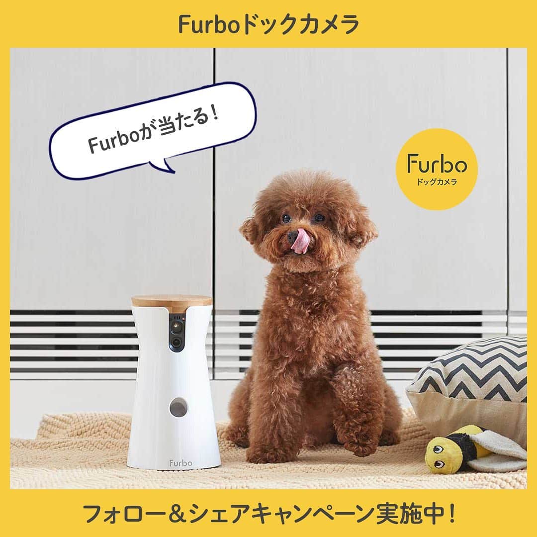 Furbo ドッグカメラさんのインスタグラム写真 - (Furbo ドッグカメラInstagram)「人気のドックカメラ「Furbo」が当たる！⁠﻿ フォロー＆シェアキャンペーン！⁠﻿ 2019/8/30（金）～2019/9/8（日）⁠﻿ ⁠﻿ 【賞品】⁠﻿ Furboドックカメラ1台　2名様⁠﻿ (1,000シェアを超えたら3名になります！)⁠﻿ ⁠﻿ 【応募方法】⁠﻿ ①Furbo公式アカウント(@furbo_japan)をフォロー⁠﻿ ②プロフィール画面より、「Furboのロゴ」が付いている動画投稿の中からお好きなものを選んであなたのアカウントにストーリーシェアしてください。⁠﻿ （各投稿のヒコーキマークから「ストーリーズに投稿を追加」でお進みください。シェアの際にメンションタグ「@furbo_japan」をつけてください。）⁠﻿ ⁠﻿ ※必ず先にフォローをしてください。⁠﻿ ※公開アカウントでご参加ください。⁠﻿ ※ご参加頂いた方をストーリーズでシェアさせて頂く場合がございます。 ※一部のアカウントで「ストーリーズに投稿を追加」が表示されない場合がございます。インスタグラムの仕様による原因のためご了承下さい。 ⁠﻿ 【当選発表】⁠﻿ 当選者様のみにDMにて連絡させていただきます。⁠﻿ （2日以上お返事を頂けない場合は当選を無効とさせて頂きます。許可を頂いた方は公式アカウントで公表させて頂きます。）⁠﻿ ⁠﻿ 【ご注意事項】⁠﻿ ＜プレゼントの当選について＞⁠﻿ ■当選した方は、その権利を他人に譲渡したり、金銭や他の品物と引き換えることはできません。⁠﻿ ■抽選結果に関するお問い合わせはお受けできませんので、あらかじめご了承ください。⁠﻿ ■当選した方には、Instagramダイレクトメッセージ（DM）にてご連絡させていただきま⁠﻿ す。なお、以下の場合は、当選を無効とさせていただきますので、あらかじめご了承ください。⁠﻿ （1）@furbo_japan のフォローがされておらず、当社からダイレクトメッセージ（DM）を送信できない場合⁠﻿ （2）アカウントが非公開、または消失されている等の理由により、当社からのご連絡ができない場合⁠﻿ ■賞品の発送は2019年9月中を予定しておりますが、諸事情により多少前後する場合もございますこと、あらかじめご了承ください。⁠﻿ ■当選された方が長期不在等の理由により賞品をお届けできない場合、当該賞品を受け取る権利を無効とさせていただく場合がございます。⁠﻿ ■賞品の配送日時・配送方法・配送業者の指定はお受けできませんので、あらかじめご了承ください。⁠﻿ ＜個人情報取り扱いについて＞⁠﻿ 賞品当選者の個人情報（氏名・住所・連絡先等）は、当社および本キャンペーンの運営の業務委託先となる者が、本キャンペーンに関するお問い合わせ、ご連絡や賞品発送の手続きのために使用いたします。⁠﻿ （本キャンペーンでは、当選者の方のみ個人情報をお預かりいたします）⁠﻿ また、①法令により許容される場合、②上記の使用目的のため、③当社の監督のもと委託先に使用させる場合を除いては、第三者に開示・提供はいたしません。⁠﻿ ⁠﻿ #ファーボは見た #ファーボでお留守番できるもん #わんこのいる生活 #わんこのいる暮らし #愛犬グッズ #ドッグシッター #furbo #ファーボ」8月30日 10時23分 - furbo_japan