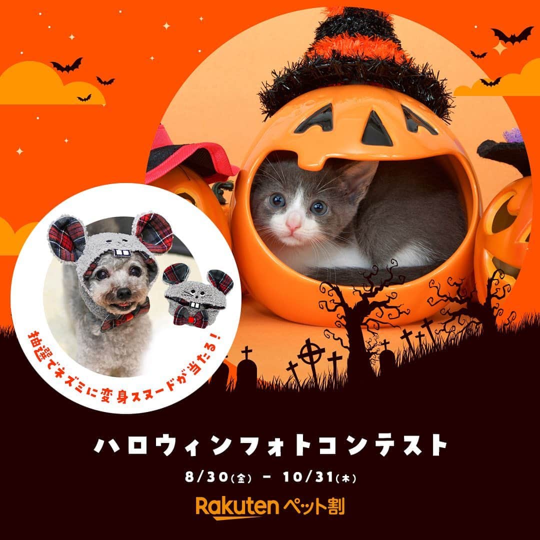 【公式】楽天ペット割さんのインスタグラム写真 - (【公式】楽天ペット割Instagram)「.⁣ 🐶ハロウィンフォトコンテスト🐱⁣ ＼豪華プレゼントがあたります／⁣ 🎁　ペット冬用寝袋⁣ 🎁　散歩用バッグ⁣ 🎁　犬/猫用　スヌード⁣ ⁣ 楽天ペット割では、ペットのハロウィン写真・動画を募集しています！⁣ かわいく仮装したペット、ハロウィンにちなんだ写真や動画など、⁣ 皆さんのご応募をお待ちしています✨⁣ ⁣ ⁣ 【参加方法】⁣ ① @rakuten_petwari をフォロー⁣ ② #rハロウィン のハッシュタグをつけてペットのハロウィンコスプレ写真をInstagramに投稿していること。⁣ ⁣ 【期間】⁣ 2019年8月30日(金)10:00～ 2019年11月1日(金)09:59⁣ .⁣ 【当選者数と賞品】⁣ 💠一等賞　3名様　ペット冬用寝袋⁣ https://item.rakuten.co.jp/pet-para/633-89299/⁣ 💠二等賞　5名様　　散歩用バッグhttps://item.rakuten.co.jp/radica/m4002-0003/⁣ 💠三等賞　10名様　犬/猫用　かぶりもの帽子⁣ https://item.rakuten.co.jp/idog/12920-/⁣ ※入賞された方には、サイズや詳細を、当選発表時のダイレクトメッセージにて、確認させていただきます。⁣ ⁣ .⁣ 【当選者発表】⁣ 当選者発表11月15日(金)頃を予定しております。⁣ ・入賞された方には、ご応募いただいたInstagramアカウントに@rakuten_petwari より、2019年11月中旬頃、ダイレクトメッセージでご連絡いたします。⁣ ※当選に関わるお問い合わせには、一切お答えいたしかねますので、ご了承ください。⁣ ⁣ ＜ご注意＞⁣ ＊フォロワー様、かつ国内にお住まいの方限定です。⁣ ＊すでにフォローされている方も参加可能です。⁣ ＊当選者に選ばれた場合楽天会員アカウントが必要となります。会員でない方は楽天会員登録をお願いします。⁣ ＊ #rハロウィン のハッシュタグと共に投稿された画像は、当社が運営するキャンペーンページにも自動的に掲載されます。⁣ ＊応募作品の撮影時期は問いません。投稿は一人何回でも可能です。⁣ ＊投稿内容について当社は、当社の広報宣伝・プロモーションの目的で、当社Webページのほか、インターネット（SNSを含む）、テレビCM、新聞、雑誌、カタログ・チラシ等の各種印刷物、イベント展示等、各種媒体において無償で利用できるものとします。またその際当社は投稿内容を自由に複製および加工・編集（トリミングや、他の素材と組み合わせて使用することを含む）できるものとします。⁣ ＊当社は、本キャンペーンへの応募により応募者および第三者に生じたトラブルや損害（直接・間接を問いません）等について一切の責任を負いかねます。⁣ ＊ #rハロウィン のハッシュタグをつけた投稿についてはすべて、これらの注意事項に同意されたものとみなします。⁣ ＊アカウント非公開・ハッシュタグがついていない投稿は、応募対象外となります。⁣ ＊やむを得ない事情により、賞品は予告なく変更となることがあります。⁣ ＊通信の際の接続トラブルにつきましては責任を負いかねますので、予めご了承ください。⁣ ＊インスタグラムの仕様/運用に伴い、本サービスの一部またはすべてを事前に通知することなく変更・中断あるいは中止または終了する場合がございます。⁣ ＊キャンペーンへの接続にかかる費用につきましては利用者ご自身の負担となります。⁣ ＊当社は事前に通知することなく、このサイトの内容および本キャンペーン概要、利用規約を変更することがございますので、予めご了承ください。⁣ プライバシーポリシーについては、https://privacy.rakuten.co.jp/ をご確認ください。⁣ たくさんのご応募お待ちしております！⁣ ⁣ #楽天ペット割 #rakutenpet #rハロウィン #プレゼント企画 #フォトコンテスト #犬スタグラム #犬好きさんと繋がりたい #犬 #dog #instadog #dogstagram #doglover #ふわもこ部 #ふわもこ部ワンコ #ねこ #ネコ #cat #猫 #catstagram #neko #ねこ部 #にゃんすたぐらむ」8月30日 10時29分 - rakuten_petwari