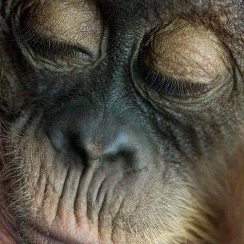 OFI Australiaさんのインスタグラム写真 - (OFI AustraliaInstagram)「An awww moment to start the weekend ❤️ _________________________________ 🐒 OFIA Founder: Kobe Steele 💌 kobe@ofiaustralia.com | OFIA Patron and Ambassador: @drbirute @orangutanfoundationintl www.orangutanfoundation.org.au 🐒  #orangutan #orphan #rescue #rehabilitate #release #BornToBeWild #Borneo #Indonesia #CampLeakey #orangutans #savetheorangutans #sayNOtopalmoil #palmoil #deforestation #destruction #rainforest #instagood #photooftheday #environment #nature #instanature #endangeredspecies #criticallyendangered #wildlife #orangutanfoundationintl #ofi #drbirute #ofi_australia #ofia #FosterAnOrangutanToday」8月30日 11時01分 - ofi_australia