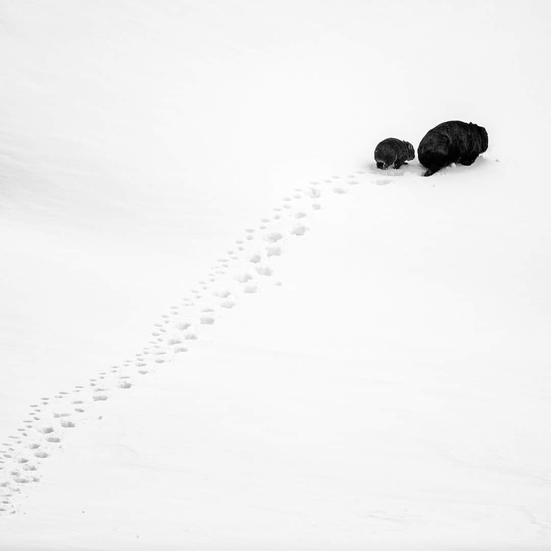 Nikon Australiaさんのインスタグラム写真 - (Nikon AustraliaInstagram)「A stunning collection of images from @charlesdavisphotography, who recently won the Portfolio Prize for @australiangeographic's 2019 Nature Photographer of the Year!  Image 01: Big Step, Little Step "I had seen this mum and baby wombat the day before and they were exactly what we were there to film. The first day we had got nothing but this day they emerged from their hole up the hill with purpose. Making their way down the hill they headed straight for another wombats hole called Phil.  Rocky the mum was large and strong, she powered through the deep snow like a bulldozer. Pebbles her little baby only 5 months old was light enough to simple walk on top without sinking like her mum"  Camera: Nikon D850 Lens: AF-S Nikkor 200-400mm f/4G ED VR II  Settings: ISO 160 | f/4 | 1/3200 sec  #MyNikonLife #Nikon #NikonAustralia #NikonTop #Photography #DSLR #WildlifePhotography #NaturePhotography #AustralianGeographic」8月30日 11時08分 - nikonaustralia