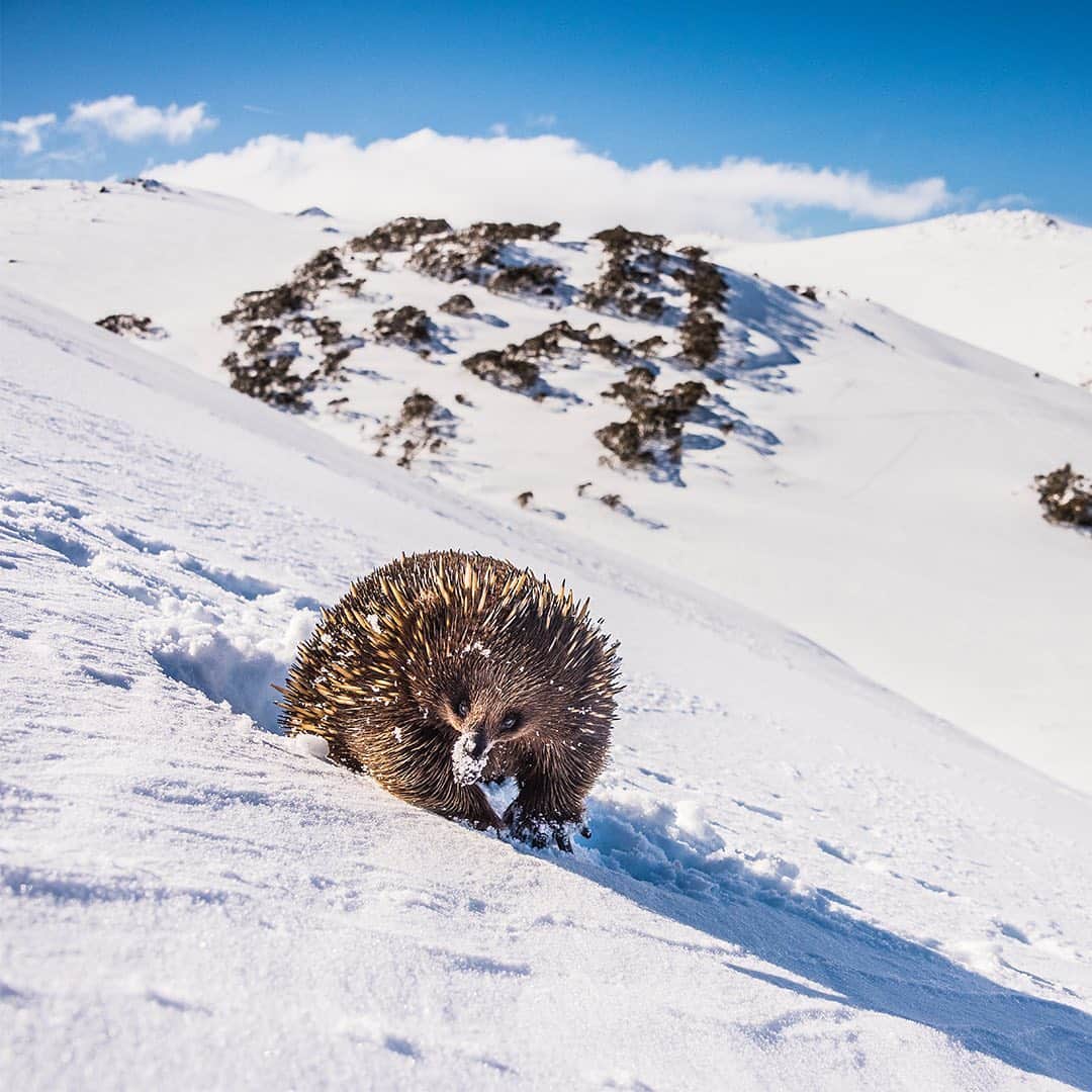 Nikon Australiaさんのインスタグラム写真 - (Nikon AustraliaInstagram)「A stunning collection of images from @charlesdavisphotography, who recently won the Portfolio Prize for @australiangeographic's 2019 Nature Photographer of the Year!  Image 01: Big Step, Little Step "I had seen this mum and baby wombat the day before and they were exactly what we were there to film. The first day we had got nothing but this day they emerged from their hole up the hill with purpose. Making their way down the hill they headed straight for another wombats hole called Phil.  Rocky the mum was large and strong, she powered through the deep snow like a bulldozer. Pebbles her little baby only 5 months old was light enough to simple walk on top without sinking like her mum"  Camera: Nikon D850 Lens: AF-S Nikkor 200-400mm f/4G ED VR II  Settings: ISO 160 | f/4 | 1/3200 sec  #MyNikonLife #Nikon #NikonAustralia #NikonTop #Photography #DSLR #WildlifePhotography #NaturePhotography #AustralianGeographic」8月30日 11時08分 - nikonaustralia