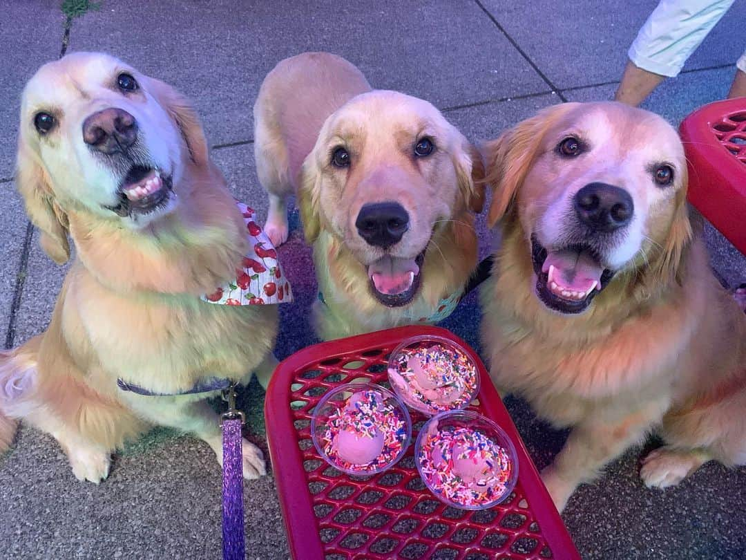 モヒートさんのインスタグラム写真 - (モヒートInstagram)「Celebrating Tanqueray’s 5 year gotcha day with @eastcoastcustard 🍦 ------------------------------- #goldensofig #goldenretriever  #goldenretrieversofinstagram #betterwithpets #dogsofig  #dogsofinstagram #fluffypack #gloriousgoldens #welovegoldens #ilovemydog #goldenlife #bestwoof #ProPlanDog #ilovegolden_retrievers #mydogiscutest #retrieversgram #dogsofcle  #spoiled #happygirls」8月30日 11時09分 - mojito_rose_family