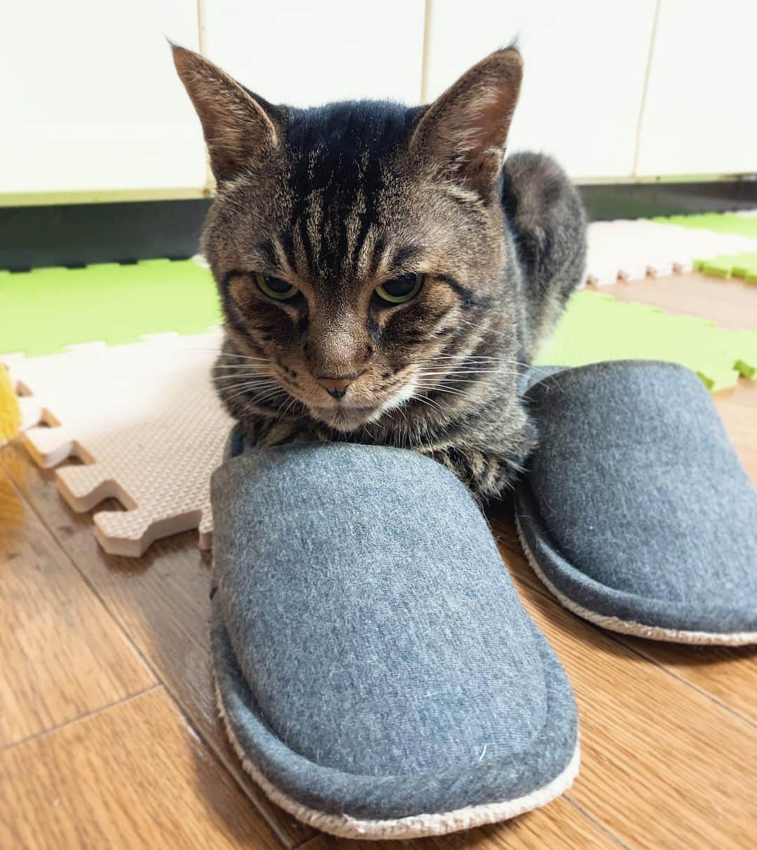 Musashiさんのインスタグラム写真 - (MusashiInstagram)「おはムサシ！ スリッパの所有権を主張。I love slippers. #musashi #mck #cat #キジトラ #ムサシさん #ねこすたぐらむ #musashi_the_cat」8月30日 11時10分 - _daisy