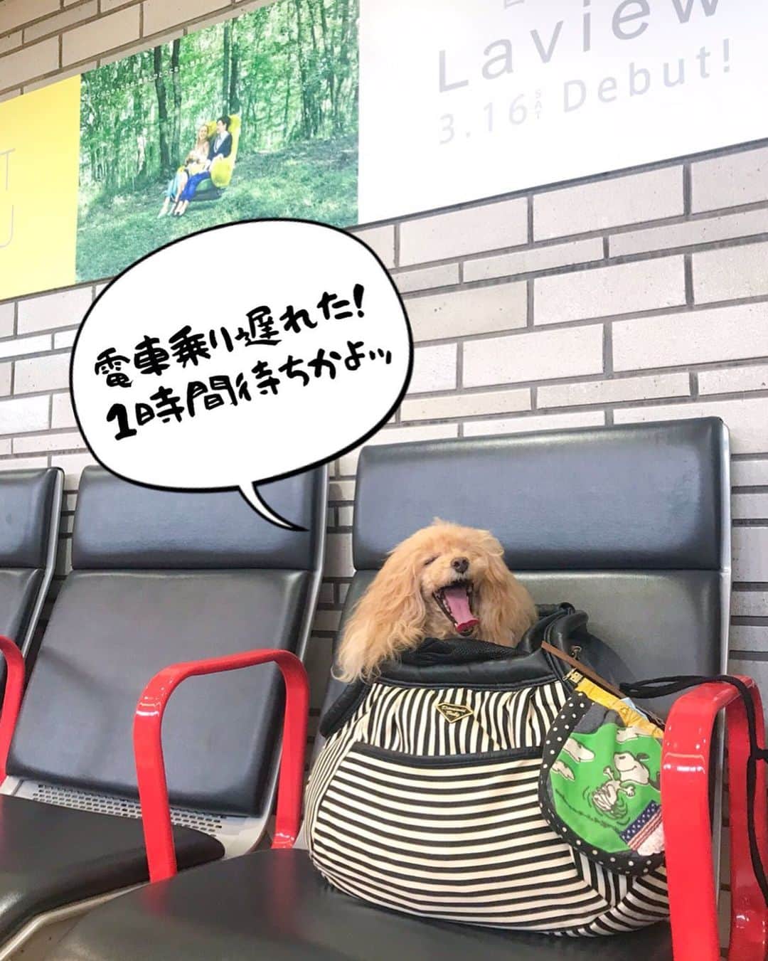 Toypoodle Mikuru?Asakusa Tokyoのインスタグラム：「20190830 Friday. Summer vacation 2nd🌟 雨降る☔️ 電車乗り遅れる🚃 スカートめくれ上がったまんま池袋闊歩🚨 . みきゅるんとの夏休み2ndは 波乱を予感させるスタートとなりました🔥 . そんなこんなで 行ってきまーす👋🏻 . #夏休み #雨女 #波乱万丈 タイプ #toypoodle#poodle#トイプードル#プードル#pressblog #東京トイプードル #cutedog#purapurafamily @i.am.mikuru . ※無事電車に乗れました😁」