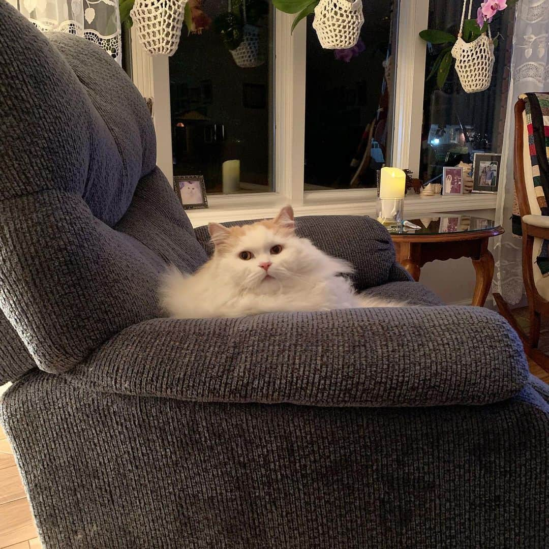 ソフィーさんのインスタグラム写真 - (ソフィーInstagram)「He just stole my seat. He’s watching to make sure I’m not leaving the room and still gonna sit close by 😹」8月30日 11時16分 - sophielovestuna