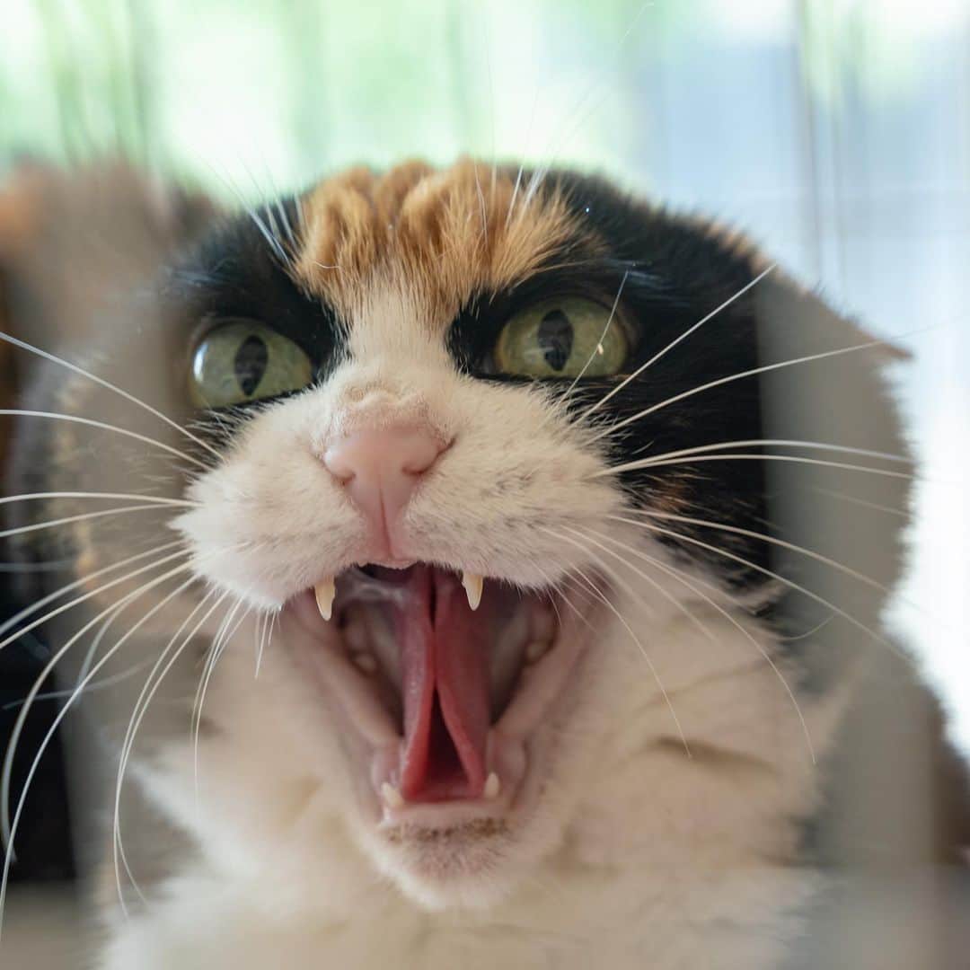 マアルのインスタグラム：「怒りのはなさん #🐈 #猫好きさんと繋がりたい #北海道 #旭川 #三毛猫 #猫ホテル」