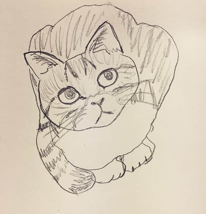 野本かりあのインスタグラム：「落書き猫、楽しいなぁ。 たくさん描きたくなってきた。 ルカ以外の猫も描いてみよう。 今日は何匹描けるか、楽しみ。 #lukarly #catstagram #にゃんすたぐらむ」