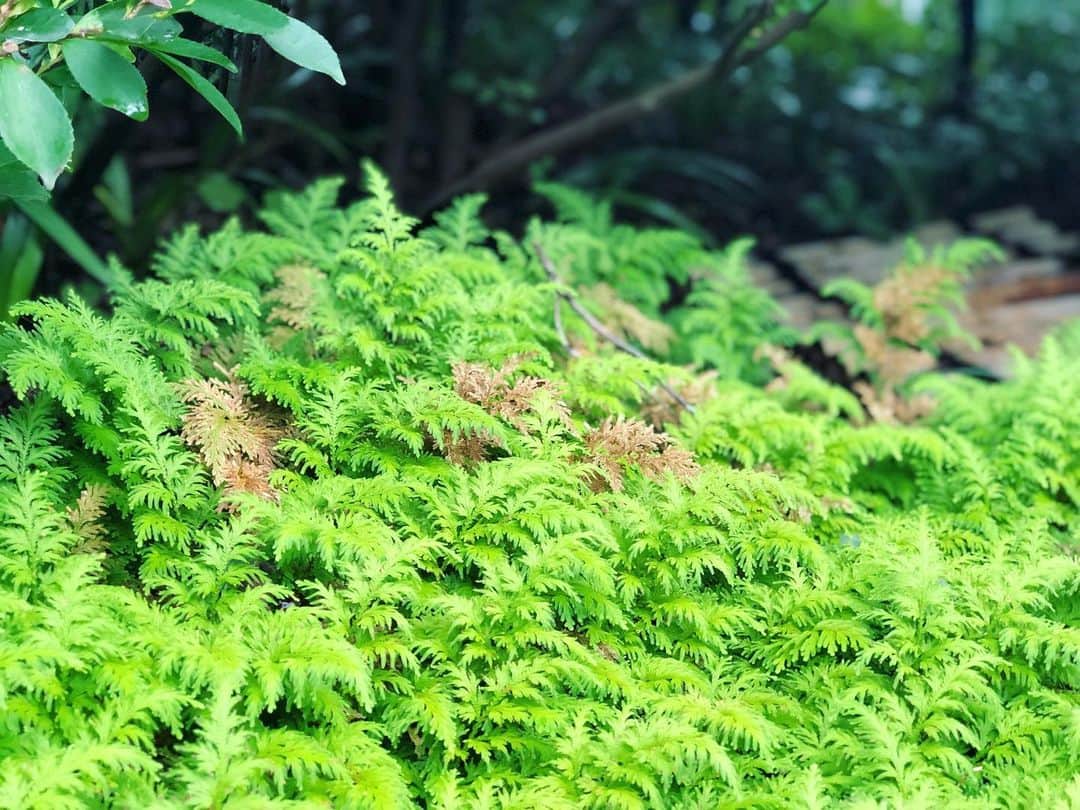 金成公信さんのインスタグラム写真 - (金成公信Instagram)「散歩。キノコ。ヒバ群。カエデ。都内でもこんな場所があるのですね。」8月30日 17時14分 - bonsai_chiba