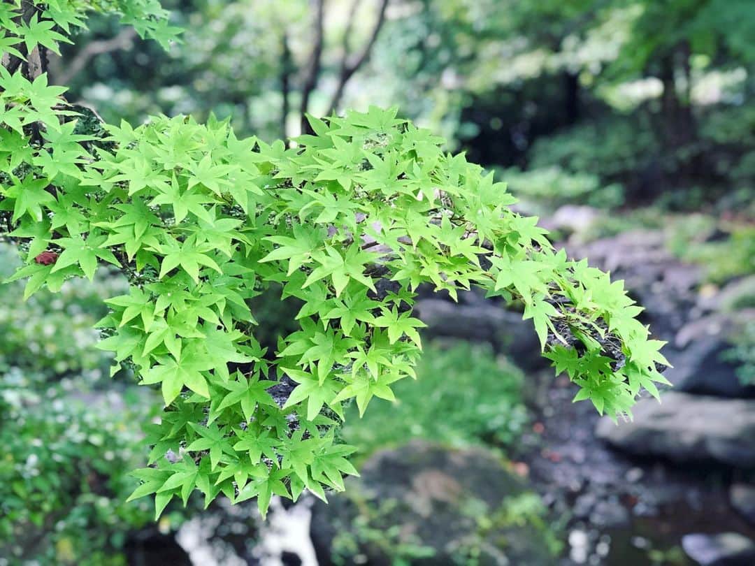 金成公信さんのインスタグラム写真 - (金成公信Instagram)「散歩。キノコ。ヒバ群。カエデ。都内でもこんな場所があるのですね。」8月30日 17時14分 - bonsai_chiba