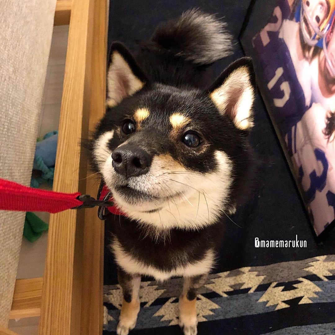 まめ丸のインスタグラム：「* * 4さいになっても おさんぽはイヤイヤなぼく🐶 * #お散歩イヤイヤ丸 シリーズ #今日は雨だからおさんぽおやすみ🐶💓 💡真っ赤なポーターの首輪お気に入りすぎて、おそろいのリードも買っちゃった🐶💓ハイライトの楽天roomにのせてるよ🐶💡 * #柴犬#豆柴#柴#黒柴#犬#ふわもこ部#shiba#shibainu#shibastagram#shibadog#puppy#instadog#dogstagram#dog#instashiba#petstagram#pet#cutepetclub#강아지#멍스타그램#doglover#ilovemydog#weeklyfluff#楽天roomに載せてます#roomインフルエンサー」