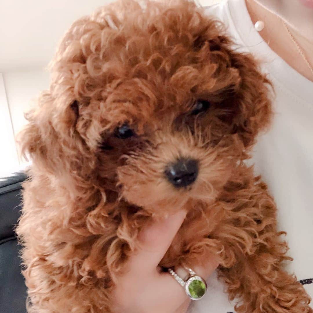 のインスタグラム：「モカちゃんは甘えん坊💓 抱っこされるとすぐ眠くなっちゃうよ〜🥰😚 ・ #dog #dogs #dogstagram #poodle #poodles #poodlelove #poodleclub #toypoodle #toypoodles #toypoodlelove #toypoodleclub #east_dog_japan #all_dog_japan #ig_poodle #poodlesofficial #ふわふわ #ふわもこ部 #トイプードル #トイプードル部 #トイプードル大好き #トイプードル多頭飼い #まろんたん #ティーカッププードル #わんこなしでは生きていけません会 #pecoいぬ部 #joker六本木ヒルズ店 #トリミング #puppystagram #toypoodleofficial #puppy」