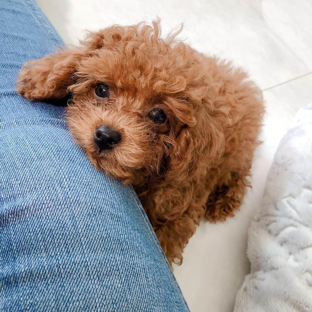 ももちゃん & まろんたんのインスタグラム：「あしょぼーって遊ぶの大好きなキナちゃん😍 お姉さんたちと一緒になって走っちゃってます ・ #dog #dogs #dogstagram #poodle #poodles #poodlelove #poodleclub #toypoodle #toypoodles #toypoodlelove #toypoodleclub #east_dog_japan #all_dog_japan #ig_poodle #poodlesofficial #ふわふわ #ふわもこ部 #トイプードル #トイプードル部 #トイプードル大好き #トイプードル多頭飼い #まろんたん #ティーカッププードル #わんこなしでは生きていけません会 #pecoいぬ部 #joker六本木ヒルズ店 #トリミング #puppystagram #toypoodleofficial #puppy」