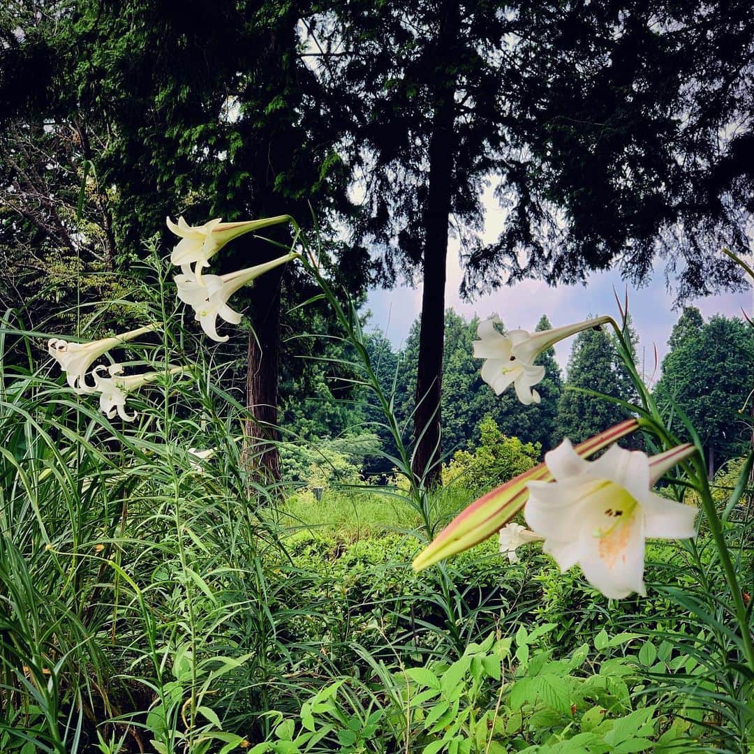 安珠さんのインスタグラム写真 - (安珠Instagram)「ひっそりと咲く #安珠写真家 #安珠 #anjuphotographer #nature #Flower #花」8月30日 12時53分 - anjuphotographer