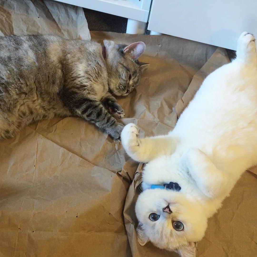 ミスター・ホワイトさんのインスタグラム写真 - (ミスター・ホワイトInstagram)「@nala_cat and I #throwbackthursday」8月30日 13時07分 - white_coffee_cat
