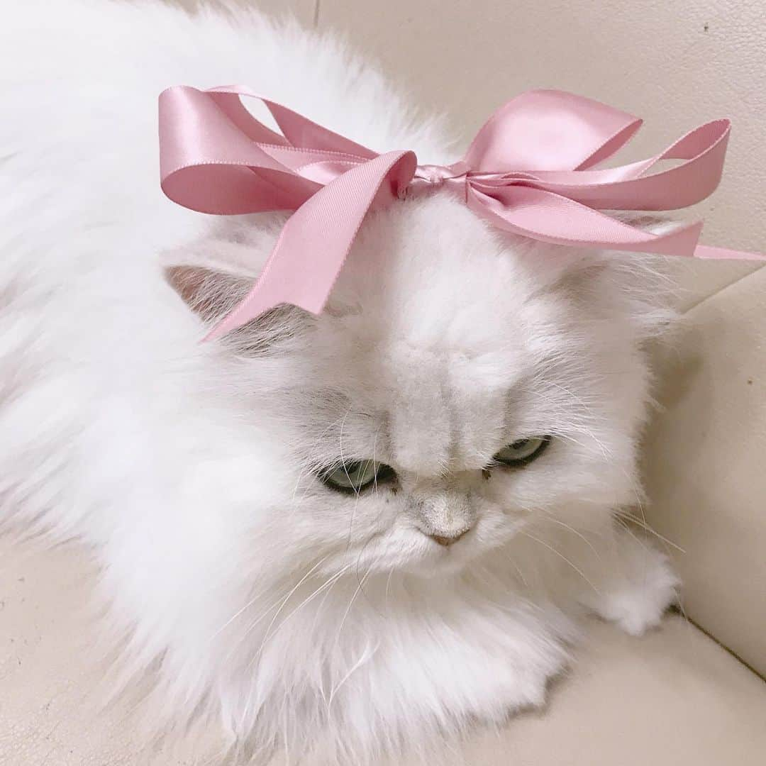 manami☺︎satoさんのインスタグラム写真 - (manami☺︎satoInstagram)「* * ^ↀᴥↀ^🎀 ↓ ^ↀᴥↀ^💢 * 😂 * #ずっと一緒にいようにゃん#小悪魔ふぅちゃん#チンチラシルバー#猫#ねこ#ふわもこ部#ねこのきもち#猫好きさんと繋がりたい#ペコねこ部#anicas#サンデイ#ペルシャ#hachiwarebroモデル#猫のいる暮らし#냥스타그램#猫咪#KATZE#GATTA#cats_of_world  #ilovecats#meaw#kot#koty#cat#cats#instacat#catstagram#catsofinstagram#chinchillacat#catslover」8月30日 13時01分 - fuwari_kinaco