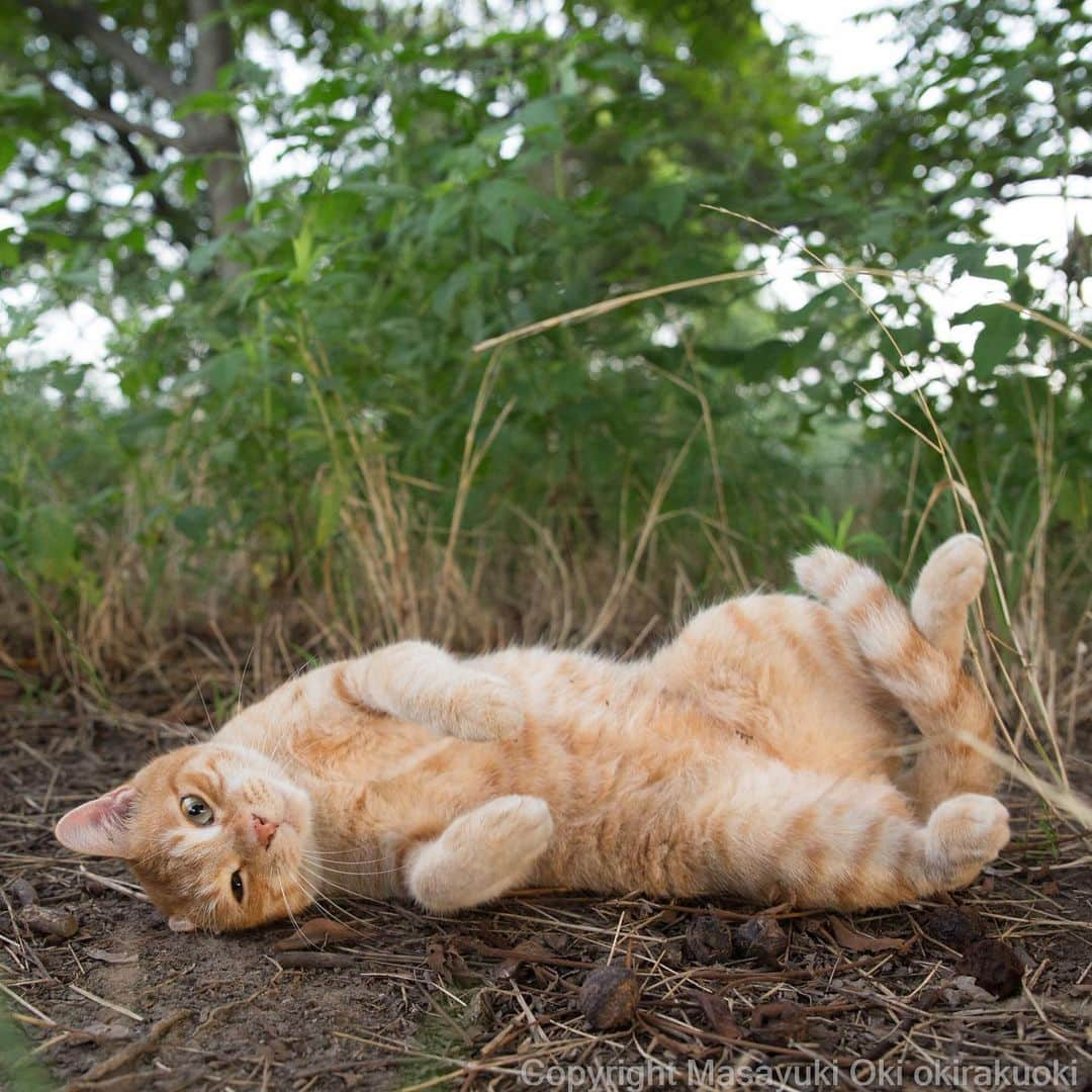 Masayukiさんのインスタグラム写真 - (MasayukiInstagram)「きゅるん。  #cat #ねこ」8月30日 13時22分 - okirakuoki