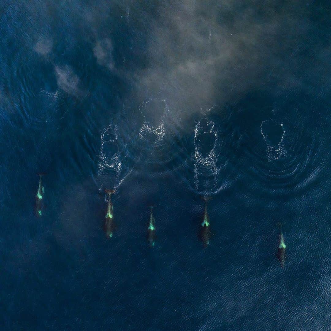 クリス・バーカードのインスタグラム：「One of the more beautiful families I have ever been witness to. We only got a glimpse of this Orca pod through an opening in the fog before they dove deep back into the blue.  #fromkurilswithlove」