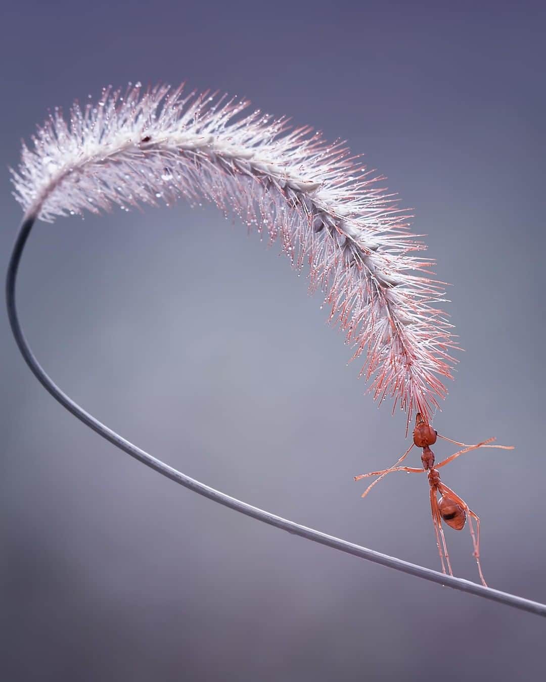 Canon Asiaのインスタグラム：「“I captured this moment when I saw an ant climbing onto a medium heighted grass. Remembering that they would hold anything with their mouth, I offered it the tip of the grass and voila. The Little Ballerina held onto this position for about 3 to 4 minutes. I then pulled the grass so the ant can be released.” . Venturing 🗺️ out and about for your next shoot? Understanding 📚 the behaviours and characteristics of your potential subject provides you with more creative room to frame your shots, creating photo opportunities like these for yourself . 📷 Image by @fauzanmaududdin shot using the Canon EOS 7D | Canon EF100mm f/2.8L Macro IS USM | f/7.1 | 1/100s | ISO 200 | 100mm  Want your photos to be featured too? Tag them with #canonasia or submit them on My Canon Story, link in bio!  #canonasia #photography #macrophotography #insectphotgraphy #macrointhewild #insect」