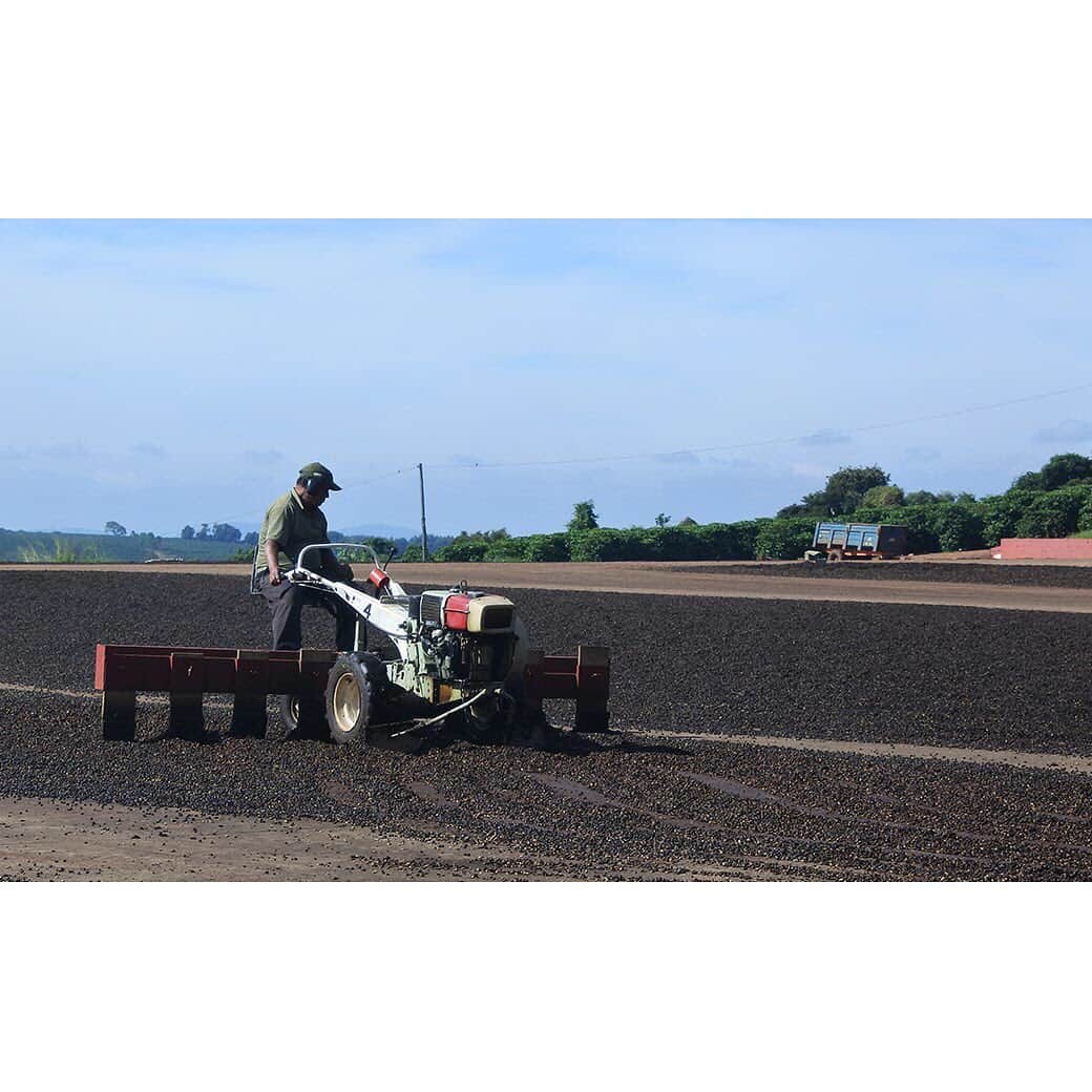 LOHACO（ロハコ）さんのインスタグラム写真 - (LOHACO（ロハコ）Instagram)「＜人気アイテム report☕＞﻿ LOHACO限定ダラゴアコーヒーコラム 第5段﻿ ﻿ 5月から始まった収穫作業は8月で終了し、﻿ 次は乾燥の工程。その種を取り出す作業にも﻿ ダラゴア農園独自のこだわりがあるんです！﻿ ﻿ ダラゴア農園では果実の熟度によって﻿ 別ける設備を保有し良く熟したものと﻿ そうでないものを丁寧に仕分けします。﻿ コーヒー豆を乾燥させるのはとても大変で﻿ 水分が多すぎるとカビが生えてしまい﻿ 逆に少ないと豆が割れてしまうという﻿ リスクがあるそうなんです。﻿ ﻿ 大切に育てて収穫した果実を無駄にせず﻿ 美味しい状態でお届けするために﻿ 品質向上に努めているんですね♪﻿ ﻿ コーヒー豆を作る農園の方のエピソードを﻿ 思い浮かべながら新商品もぜひご堪能ください♪﻿ ﻿ ▼商品のご購入は﻿ プロフィール @lohaco.jp のリンクから📲﻿ ﻿ ― ― ― ― ― ― ― ― ― ― ― ―﻿ ﻿ ▼商品のURLはこちら﻿ https://685.jp/2MDC7yW﻿ ﻿ LOHACOのサイトTOPから検索する場合は﻿ こちら↓で検索してください🔍﻿ 「P408256」﻿ ﻿ ― ― ― ― ― ― ― ― ― ― ― ―﻿ ﻿ #ダラゴアコーヒー #コーヒー #coffee #乾燥﻿ #ロハコ限定 #収穫 #コーヒー好き #冷コー﻿ #水出しコーヒー #dalagoacoffee #アイスコーヒー﻿ #ホットコーヒー#コーヒー好きと繋がりたい﻿ #なんでもロハコ #ロハコ #LOHACO﻿ #暮らし #くらし #lohacobyaskul #askul #アスクル」8月30日 15時00分 - lohaco.jp