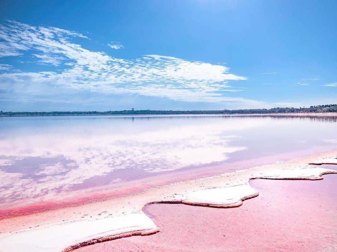 Australiaさんのインスタグラム写真 - (AustraliaInstagram)「Milkshake spills never looked so good! 🍓🥤 @lisamilne visited one of the gorgeous #pinklakes in #MurraySunsetNationalPark, where the red algae in the water give the lakes their vibrant hue. One of the @visitthemurray region’s most photogenic natural attractions, the water colour can go from a deep pink to a bright white, depending on the time of the day. Our tip: Pitch a tent at the campgrounds located at #LakeCrosbie or #LakeBecking, so you can see the colour changes at sunrise and sunset, and spend the day bushwalking and wildlife-spotting in the area.  #seeaustralia #visitvictoria #visitthemurray #travel #pinklake #thegreatoutdoors」8月30日 15時00分 - australia