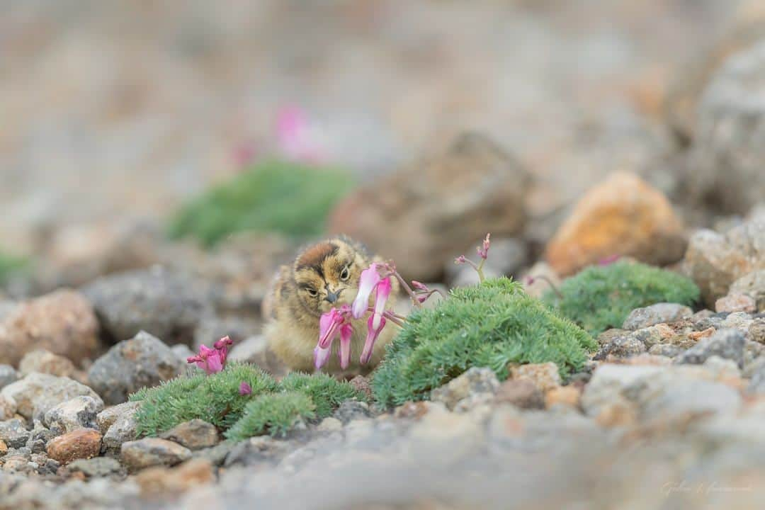 日本の国立公園さんのインスタグラム写真 - (日本の国立公園Instagram)「Photo by 花積 岳 from Birders Gallery Facebook Page.⠀ https://www.facebook.com/photo.php?fbid=1563072553827888⠀ .⠀ #中部山岳国立公園⠀ .⠀ "Birders Gallery", a sister Facebook page of Tokyo Camera Club, is operated with the support of the Ministry of the Environment and National Parks of Japan.⠀ Have a photo of a wild bird taken at one of the national parks of Japan? Then, please share your photo on "Birders Gallery" along with the name of the national park! ⠀ .⠀ Birders Gallery⠀ https://www.facebook.com/BirdersGallery/⠀ .⠀ On our Instagram, we share wonderful photos of the National Parks of Japan posted on Instagram with the tag #nationalparksjp. We look forward to your participation!⠀ .⠀ #NationalPark #nationalparks #nature #findyourpark #instafollow #japan #landscape #landscape_lovers #ourplanetdaily #landscapephotography #hiking #outdoors #traveling #travel #explore #visitjapanjp #日本 #國家公園 #일본 #국립공원 #国立公園」8月30日 15時00分 - nationalpark_japan