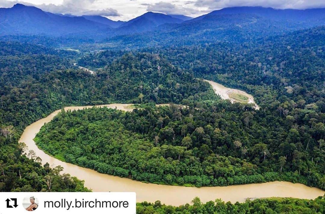 ブリアナ・エヴィガンのインスタグラム：「#Repost @molly.birchmore with @get_repost THANK YOU TOO ALL OF YOU INVOLVED!!! Hero’s indeed. ・・・ The best news you will read all week! 🇮🇩🌿💚💪🏼⁣ ⁣ ‘’The Banda Aceh State Administrative Court, Sumatra, Indonesia has ruled a verdict to revoke the permits for the development of #TampurDam and save 250,000 citizens and the destruction of 4,000 hectares of critical forest! We appreciate the Panel of Judges’ verdict and hopes that this will be a precedent for future court decisions to protect the environment.’’ - HaKA⁣ ⁣ This decision is a huge act of support for the Leuser Ecosystem - the last place on Earth where elephants, orangutan, tigers and rhino still coexist in the wild together. In turn protecting the lives of innumerable animals and plants, and the lives and livelihoods of 250,000 people. ⁣ ⁣ Congratulations to each and every person involved in this landmark case. Thank you so very much for going above and beyond to save the Leuser Ecosystem. From individual advocates to the team of lawyers, from the NGOs to the Banda Aceh Court and everyone in between you are all our heroes. ⁣ ⁣ There is hope. There is progress. There is a chance. ⁣ ⁣ #LovetheLeuser #Indonesia #Sumatra #Aceh #Activism #SaveTheTrees #Conservation #Konservasi #Hutan⁣ ⁣ @haka_sumatra @wildlifeasia @leuserconservationforum @rainforestactionnetwork @paulhiltonphoto @wiiiiza ⁣ ⁣ 📸:@andy.hk」