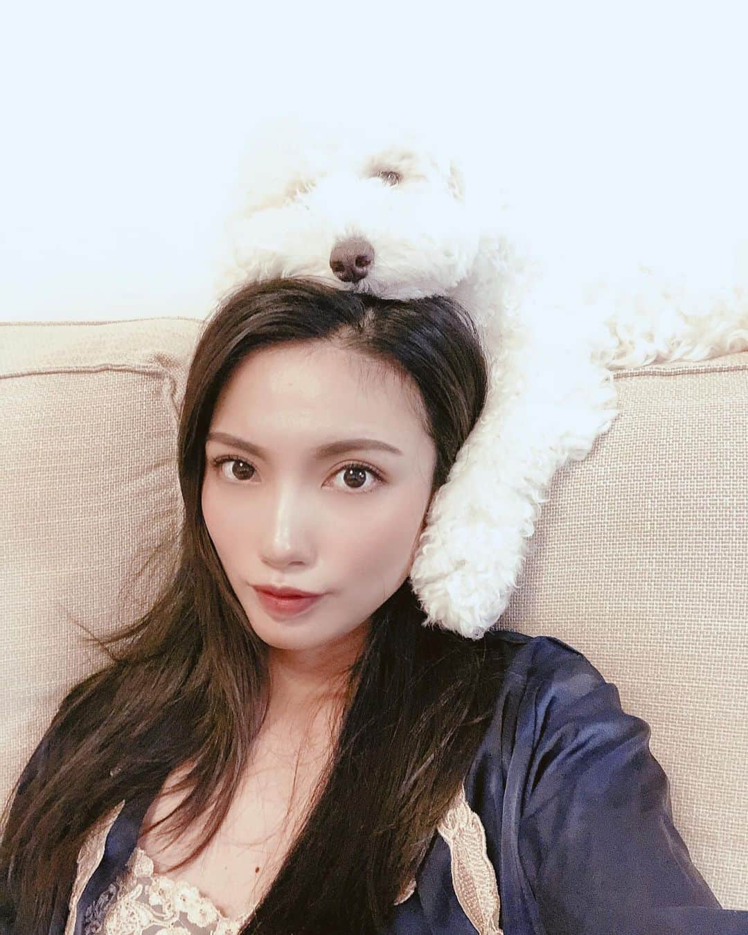 吉田愛璃のインスタグラム：「. . キミは猫なのかい？ฅ(^^ฅ)  #トイプードル #もこもこ犬 #♂#行動が猫  #王様スタイル #ちこうよれ #偉そうな犬だな #いぬすたぐらむ #いぬのいる暮らし #癒しだわ #笑わせてくれる #このスタイルでNetflix観てます #パジャマでおじゃま #おやすみ」