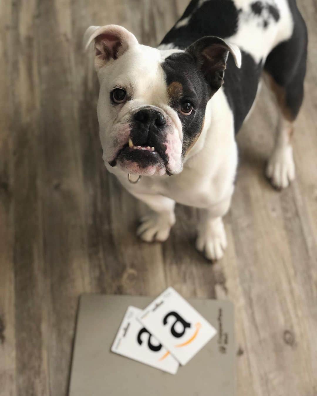 Bodhi & Butters & Bubbahのインスタグラム：「Today’s my birthday 🎁 (hello 29!) and to #celebrate Butters and I want to share some of our favorite things with YOU!!! 🎉🎉🎉 We’re GIVING AWAY a @copperpawmat and a $100 Amazon gift card 🎉🎉🎉 To enter: . . Follow @bulldogstuff and @copperpawmat (yes we check 😉) . . Like this photo . . Tag at least 3 friends . . For 10 extra entries share this post and tag @bulldogstuff and @copperpawmat 💗💗💗 . . Winner will be announced next Friday, September 6th, at 6pm 😱 . . . . . #bulldog #amazon #pawmatpuppy #giveaway #win #cute #puppy #happy #birthday #birthdaygirl #love #dogsofinstagram #health #pet #bestoftheday #shop」