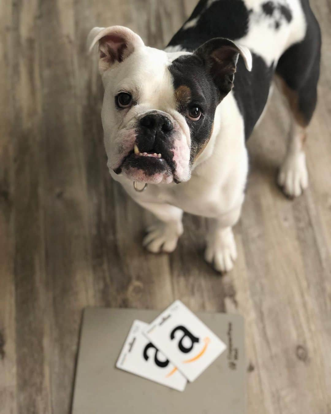 Bodhi & Butters & Bubbahさんのインスタグラム写真 - (Bodhi & Butters & BubbahInstagram)「Today’s my birthday 🎁 (hello 29!) and to #celebrate Butters and I want to share some of our favorite things with YOU!!! 🎉🎉🎉 We’re GIVING AWAY a @copperpawmat and a $100 Amazon gift card 🎉🎉🎉 To enter: . . Follow @bulldogstuff and @copperpawmat (yes we check 😉) . . Like this photo . . Tag at least 3 friends . . For 10 extra entries share this post and tag @bulldogstuff and @copperpawmat 💗💗💗 . . Winner will be announced next Friday, September 6th, at 6pm 😱 . . . . . #bulldog #amazon #pawmatpuppy #giveaway #win #cute #puppy #happy #birthday #birthdaygirl #love #dogsofinstagram #health #pet #bestoftheday #shop」8月31日 2時04分 - keonistuff