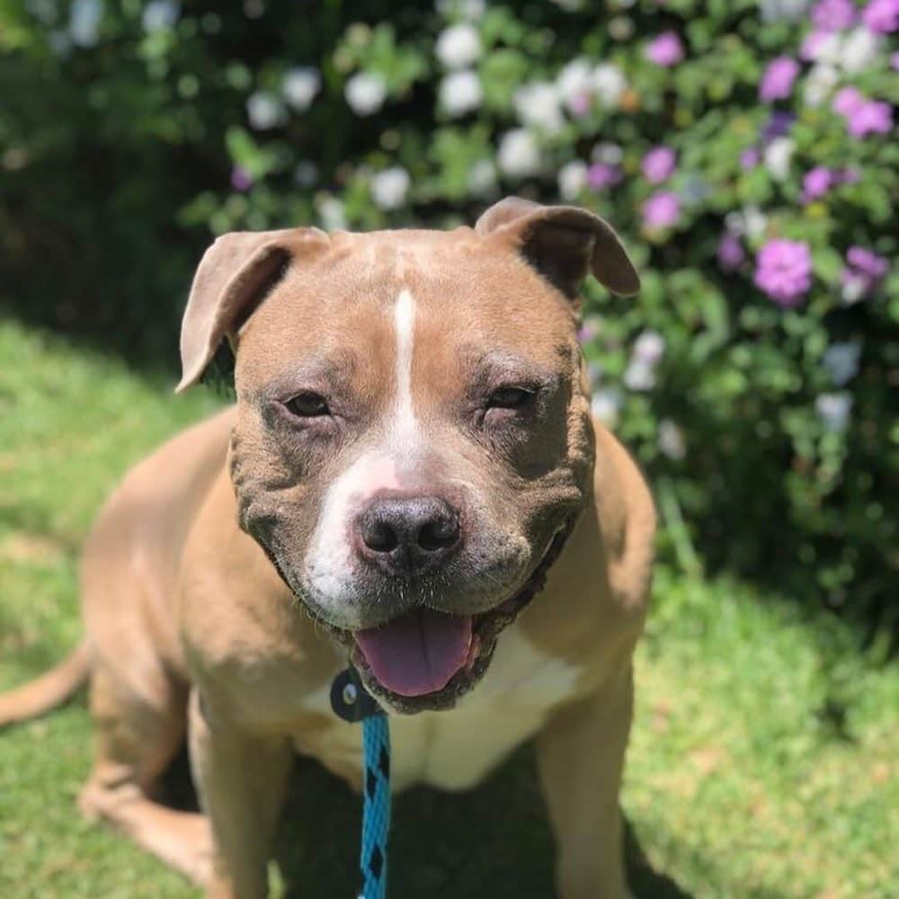 ジュディ・グリアさんのインスタグラム写真 - (ジュディ・グリアInstagram)「Meet Zoe!!!! She is the perfect soft and velvety staffy mix. Her stunning tan fur with white accents coupled with her rotund, 65 pound body and little legs make her the cutest dog walking the streets of LA! This 6 year old doll is full of affection and kisses. Bonus, she is treat motivated which makes training her fun and easy. Zoe loves playing with toys and laying belly up in the sunshine. This wiggly and snorting pup will make a loving and loyal addition to her future family and will do best in a home that can provide structure and boundaries. Learn more about Zoe and apply to adopt her at wagsandwalks.org @wagsandwalks #wagsandwalks #bringinghappinesshome #adoptdontshop」8月31日 2時18分 - missjudygreer