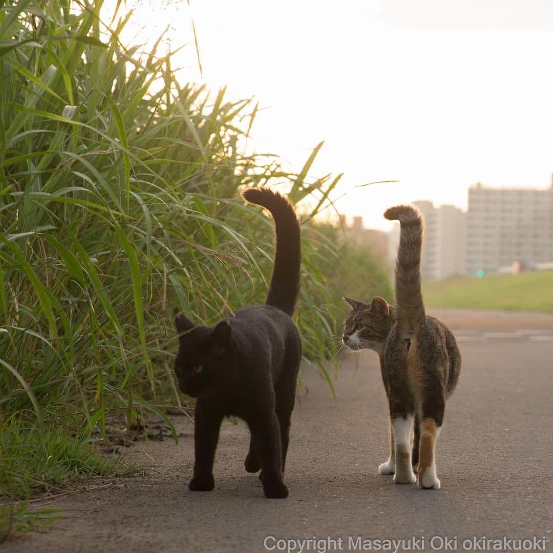 Masayukiさんのインスタグラム写真 - (MasayukiInstagram)「おしっぽレーダー。  #cat #ねこ #あっち」8月30日 17時56分 - okirakuoki