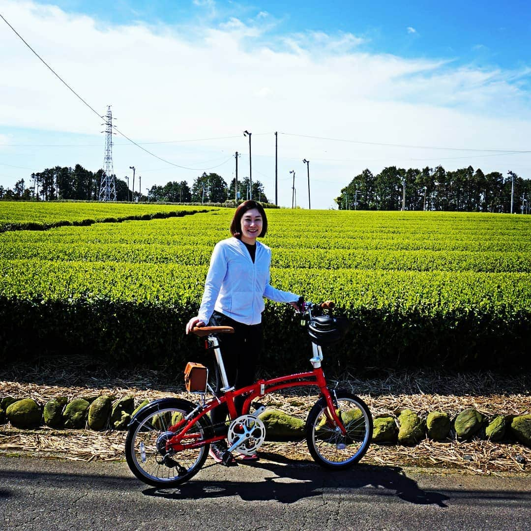 島田市さんのインスタグラム写真 - (島田市Instagram)「島田の逸品でもある銘菓「お茶羊羹」！ 茶輪子（ちゃりんこ）企画で訪れた素敵なお店を紹介します。 4月16日、茶輪子で島田市川根町にある「菓子処三浦」さんを訪れました。 天然玉露とよばれる高級茶の新芽の風味を楽しめる「お茶羊羹」をいただきました。一口サイズでパッケージの底の部分を押し上げると羊羹がニョキッと出てきます。羊羹は、栗入りや柚子羊羹もあります。 お茶のたっぷり入った「茶っぱい」「お茶入りマドレーヌ」など香り豊かなお菓子や自然豊かな景色でリラックス効果抜群！ 大井川鐡道やツーリングなどで川根路の旅をしてみてはいかがでしょうか。 川根文化センターチャリム21でレンタサイクルもできますよ。詳しくは、かわねのしおりWebサイトをご覧ください。  #茶輪子 #サイクリングプロジェクト #ちゃりんこ #島田市緑茶化計画 #greentea #お茶 #緑茶 #川根 #shimada #三浦製菓 #お茶羊羹 #レンタサイクル #大井川鐵道 #チャリム21」8月30日 17時50分 - shimadacity_shizuoka_official