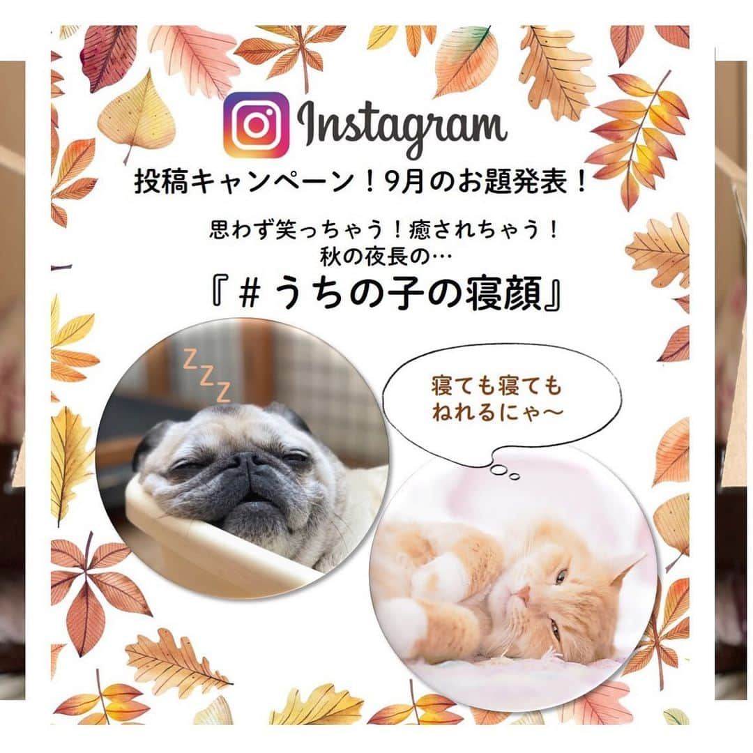 アイペット ペットスナップキャンペーンのインスタグラム