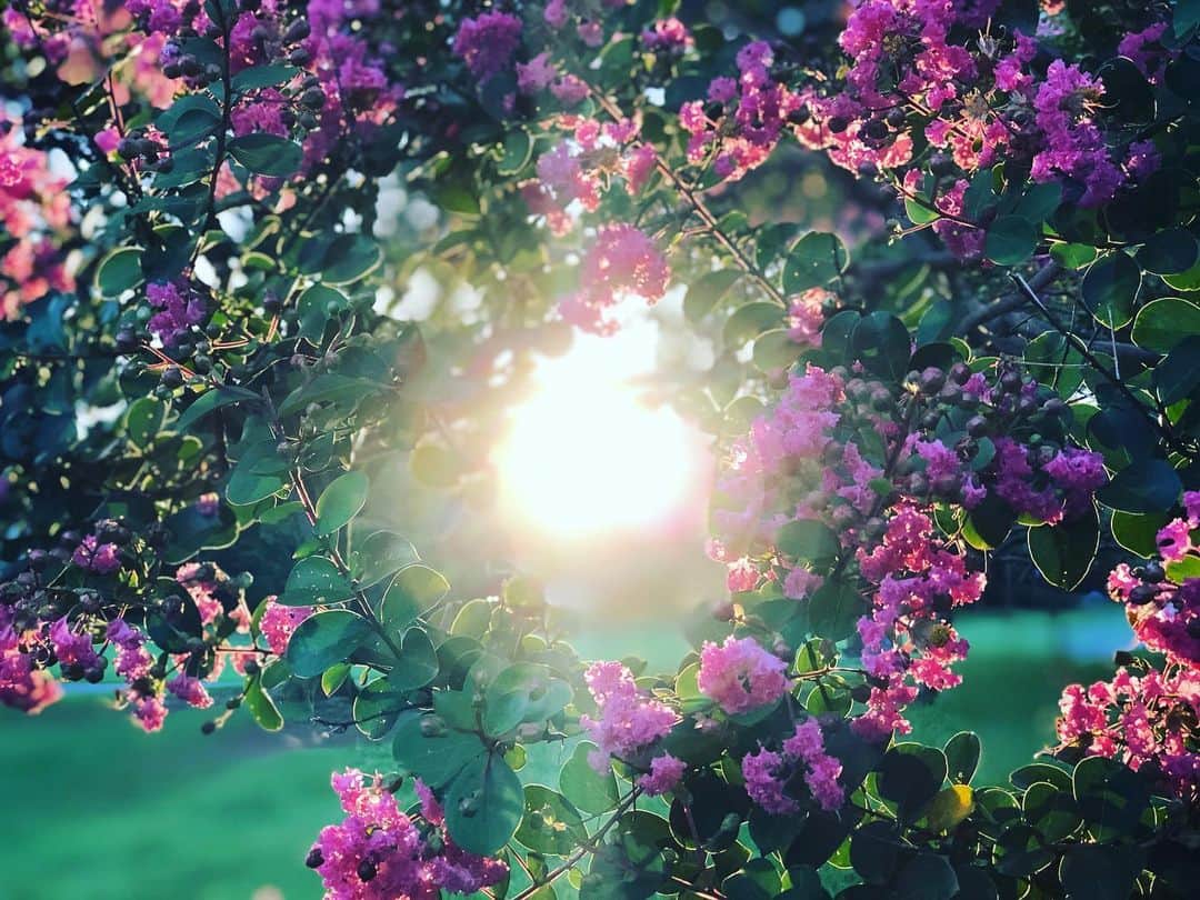 金成公信さんのインスタグラム写真 - (金成公信Instagram)「はい、いい写真。」8月30日 18時00分 - bonsai_chiba