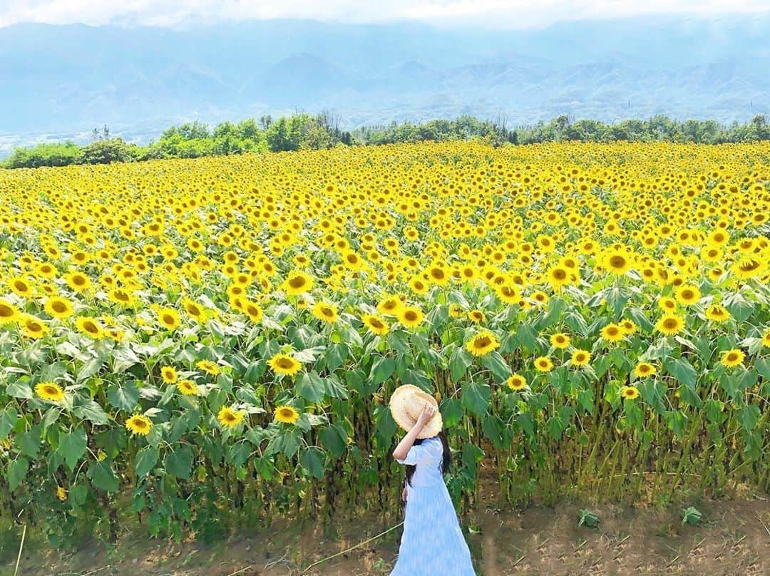 楽天トラベル さんのインスタグラム写真 - (楽天トラベル Instagram)「*** #山梨県 #明野ひまわり畑 360度の大絶景と60万本のひまわりで #北杜市明野サンフラワーフェス が毎年開催されています🌻 どこまでも続くひまわりが素敵な1枚  @74.mari さん 素敵なお写真の提供ありがとうございました💓 . ************************ 旅先で撮った素敵な写真に #rakutentravel を付けてシェアしてね♪ 厳選してこのアカウントで紹介させていただきます！ ************************ . #楽天トラベル #旅 #旅行 #旅に出よう #旅行好きな人と繋がりたい #日本 #일본 #rakutentravel #travel #trip #japan #instagramjapan #IG_JAPAN #japantrip #lovetraveling #summervacation #夏の思い出 #明野サンフラワーフェス  #向日葵 #ひまわり #ほくとサンフェス #北杜市」8月30日 18時00分 - rakutentravel