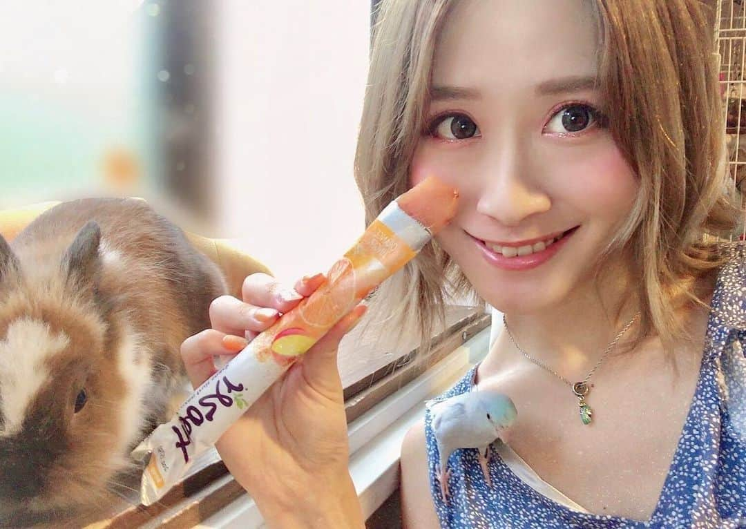 TONEAYUさんのインスタグラム写真 - (TONEAYUInstagram)「最近の朝ごはん☀️✨﻿ ﻿ froozerを、テポキと食べるのが楽しみ😂🍊﻿ ﻿ チビ達は、ペロッとしかしないけど、ふだん食べ物に興味を持たないポキちゃんもfroozerは美味しいみたいでペロッしにくる🦁💕﻿ ﻿ 遺伝仕組換えでない自然のままのフルーツを使ってて、砂糖や水も不使用だから、チビ達がペロッしても安心🥺❣️﻿ ﻿ カロリーも37kcal以下でヘルシーだから、お腹空いた深夜も食べてますwww﻿ ﻿ 💓💓@eedun 💓💓﻿ ﻿ #froozer﻿ #eedun﻿ #フルーザー﻿ #pr﻿ #ヘルシー﻿ #beauty﻿ #長男と次男﻿ #テポとポキ﻿ #うさぎとインコ﻿ #マメルリハ﻿ #テポちゃん﻿ #インコ﻿ #インコスタグラム﻿ #ポキライアン﻿ #うさぎ﻿ #ミニウサギ﻿ #bird﻿ #bird_lovers ﻿ #rabbit﻿ #rabbitstagram﻿ #bunny」8月30日 18時10分 - toneayu