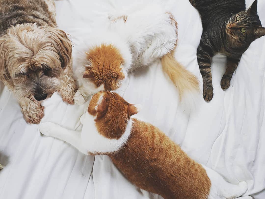 池田香織のインスタグラム：「暴れまわったり会議したり。  #dog #cat」