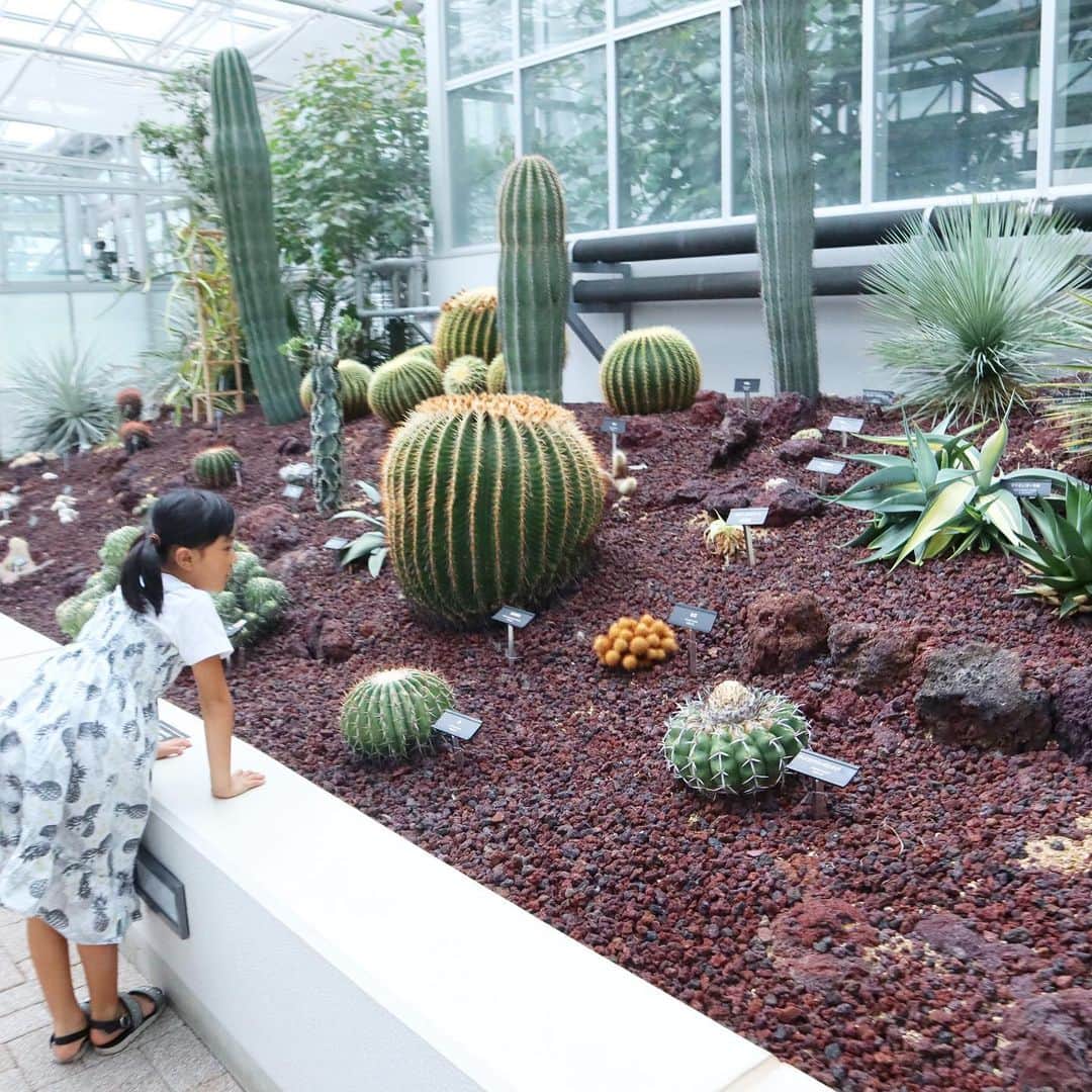 筧沙奈恵さんのインスタグラム写真 - (筧沙奈恵Instagram)「多摩の魅力発信プロジェクト  @tamahatsu_official で、家族で神代植物公園に行ってきました♪ ・ 東京都調布市にある東京都立の植物公園。都立としては唯一の植物公園。 ・ 広々としているので、歩きたい盛りのお子さんといくのもよし、家族でピクニックがてら行くのもよし✨ ・ 特に温室がおもしろかった😍蘭やバラ、サボテンなど、種類ごとに分かれて様々なお部屋があります😊 ・ サボテンって見てるとなんだか癒される🌵このサボテン、なんかかわいいねー！と親子で盛り上がりました😍 ・ #たま発  #tamahatsu  #PR  #多摩の魅力発信プロジェクト #神代植物公園 #子連れお出かけ #家族でお出かけ #多摩 #子連れ #家族 #親子 #サボテン #植物公園」8月30日 18時29分 - sanaekakei