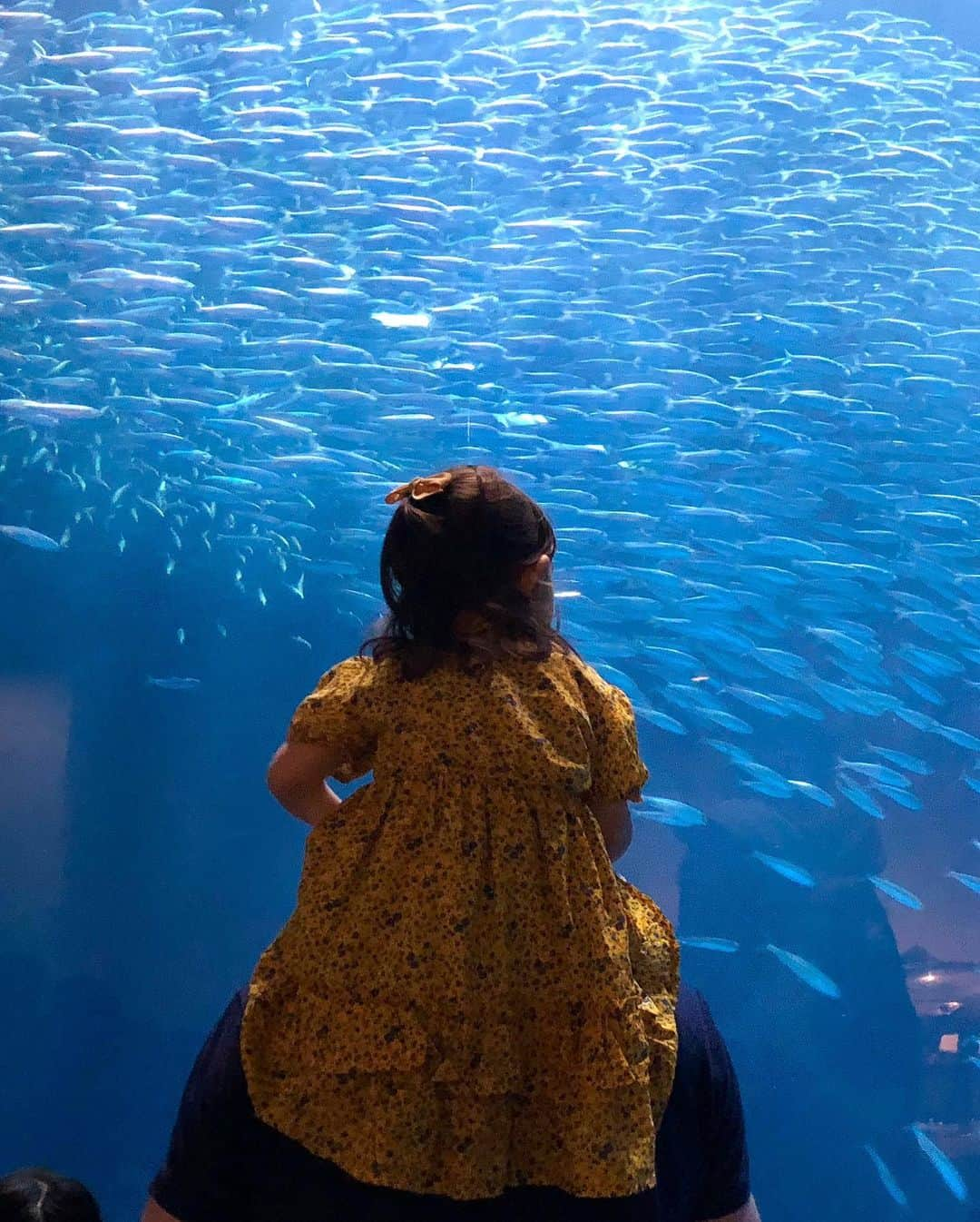 舟橋菜々さんのインスタグラム写真 - (舟橋菜々Instagram)「水族館の写真色々🐬📷 半年ほど前、私が出張中にダディが一人で瑠花を連れて水族館に行ってくれたのですが、その時よりも遥かに生き物に反応したり、楽しんでいたようです👏🏻 色んな物を見て、沢山のことに関心を持ってくれると嬉しいなぁ💡 もう2歳にもなったから、そろそろディズニーとかも楽しめるかな？🐭 もう少し涼しくなったら連れて行きたいな☺️💭✨ Aquarium photos! #blue#beautiful#jellyfish#aquarium#family#baby#kid#cute#love#happy#smile#fun#水族館#魚#クラゲ#夏#赤ちゃん#子供#2歳#育児#子育て#親バカ部#ベビフル#ママリ#コドモノ」8月30日 18時48分 - wombatnana