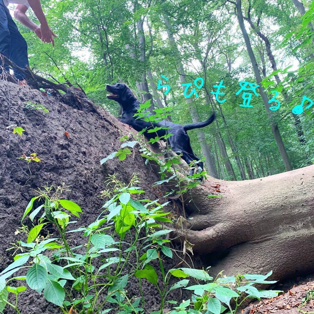 原口るりこさんのインスタグラム写真 - (原口るりこInstagram)「. . げんきと えなちゃん らぴすの夏の思い出🌿 . @labrador_ena_haraguchi . . 人との遊び方 犬との遊び方 おトイレのこと ひとつずつ 出来ることが増えています☺️ . その瞬間を いつも一緒に🌿✨ . . #高いところ #怖がったらぴす #出来たとき嬉しそうだった #けど #元気の方が嬉しそうだった😂笑 . . . . #原口元気 #genkiharaguchi  #原口えな #原口らぴす #夏の思い出 #ドイツ生活 #ドイツで犬と暮らす #germaylife  #犬のいる暮らし  #ラブラドール #ラブラドールレトリーバー #labrador  #lab #レト」8月30日 19時01分 - ruriko_haraguchi24