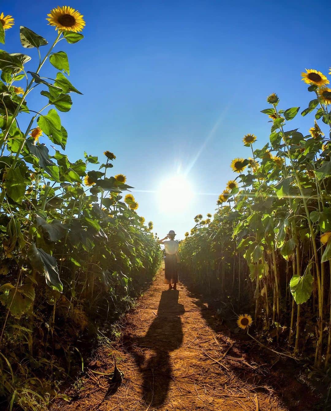 GoProさんのインスタグラム写真 - (GoProInstagram)「2人の夏の思い出のスナップを #ひまわり畑 で。🌻🌻🌻 📷 @t.kasuya_truecolorwedding ・ ・ ・ #GoPro #GoProJP #GoProのある生活 #夏 #ひまわり #🌻 #お花畑 #旅」8月30日 19時07分 - goprojp