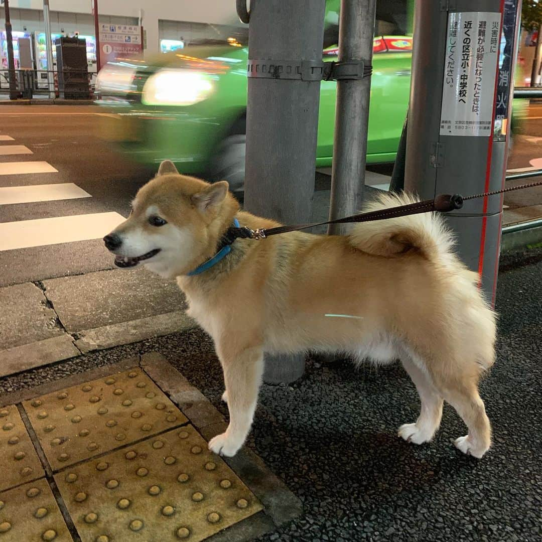 まる（まるたろう）さんのインスタグラム写真 - (まる（まるたろう）Instagram)「Thank you for your working for a week.  Have a nice weekend! ✨🐶✨今週、今月もお疲れ様でした〜 #信号は危ないから #まるがゴーって言うまで渡らないでね #まだだよ #危ないからね #ミドリのまるさん」8月30日 19時16分 - marutaro