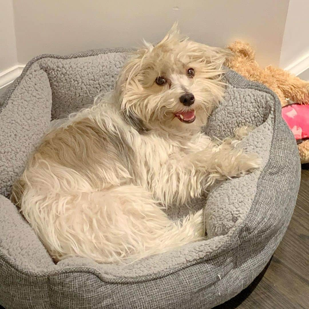 デブラ・メッシングさんのインスタグラム写真 - (デブラ・メッシングInstagram)「Back in NYC and Henry is so happy! (Doesn’t it look like he has gel in his hair?)#havanese #havaneseofinstagram」8月30日 19時31分 - therealdebramessing