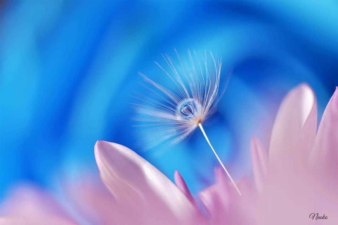 花の写真館のインスタグラム：「Photo by Naoko Suzuki.⠀ https://www.facebook.com/profile.php?id=100011414334980⠀ .⠀ Original Post[投稿頂いたURL]⠀ https://www.facebook.com/photo.php?fbid=812959029094567⠀ .⠀ 本アカウントは、 #私の花の写真 をつけてInstagramに投稿された皆さまの花の写真や、「花の写真館」Facebookページで投稿された花の写真を紹介します。⠀ 「花の写真館」Facebookページは、「 @floral.photograph 」のプロフィールにあるURLからご覧ください。⠀ .⠀ #花の写真館 #floralphotograph #floralphoto #flower #flowers #富士フイルム #FUJIFILM⠀ Follow: @floral.photograph」