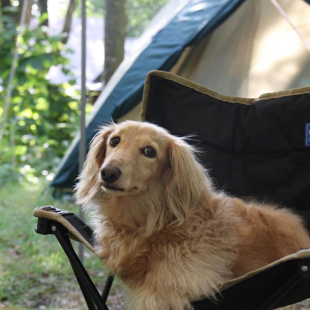 ハッチ＆ニコのインスタグラム：「⛺️🐶 #カメラ嫌い同好会 #pecoいぬ部 #犬の生活が第一 #癒しわんこ #dachshund #犬バカ部 #短足部 #ふわもこ部 #tokyocameraclub #東京カメラ部」