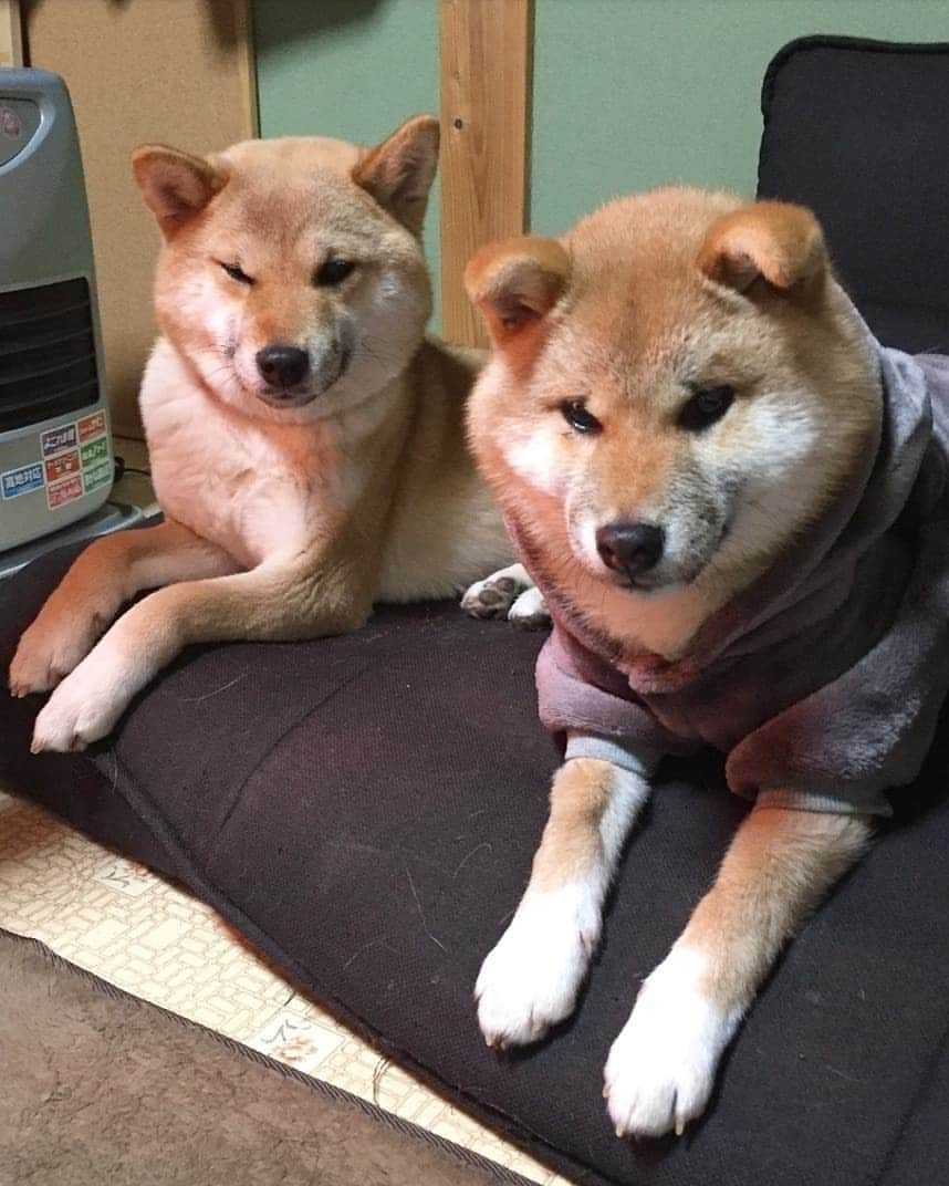 柴犬たま Shibainu Tamaさんのインスタグラム写真 - (柴犬たま Shibainu TamaInstagram)「🍀蔵出し映像リターンズ🍀 金曜ロードショー3週連続ジブリ祭り🎉 今夜は天空の城ラピュタだよ～💡 (※となりのトトロではありませんのでご注意を😂) * Caption trans🇬🇧 🍀 Memory clip returns 🍀 Meekeh wore a “My Neighbor Totoro” costume💡 * #柴犬たま #たママ #たま家族 #柴犬ミケ #ミケしゃんの靴下 #蔵出し映像 #蔵出し映像リターンズ #となりのトトロ #コスプレ #ミケコレ #困り顔 #ぬいぐるみ犬 #ふわもこ #柴犬 #shiba #shibainu #shibastagram #犬 #dog #柴犬子犬 #子犬 #shibapuppy #shibainupuppy #puppy #多頭飼い」8月30日 20時20分 - tama7653