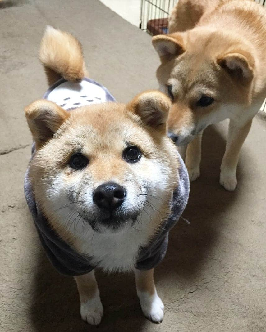 柴犬たま Shibainu Tamaさんのインスタグラム写真 - (柴犬たま Shibainu TamaInstagram)「🍀蔵出し映像リターンズ🍀 金曜ロードショー3週連続ジブリ祭り🎉 今夜は天空の城ラピュタだよ～💡 (※となりのトトロではありませんのでご注意を😂) * Caption trans🇬🇧 🍀 Memory clip returns 🍀 Meekeh wore a “My Neighbor Totoro” costume💡 * #柴犬たま #たママ #たま家族 #柴犬ミケ #ミケしゃんの靴下 #蔵出し映像 #蔵出し映像リターンズ #となりのトトロ #コスプレ #ミケコレ #困り顔 #ぬいぐるみ犬 #ふわもこ #柴犬 #shiba #shibainu #shibastagram #犬 #dog #柴犬子犬 #子犬 #shibapuppy #shibainupuppy #puppy #多頭飼い」8月30日 20時20分 - tama7653