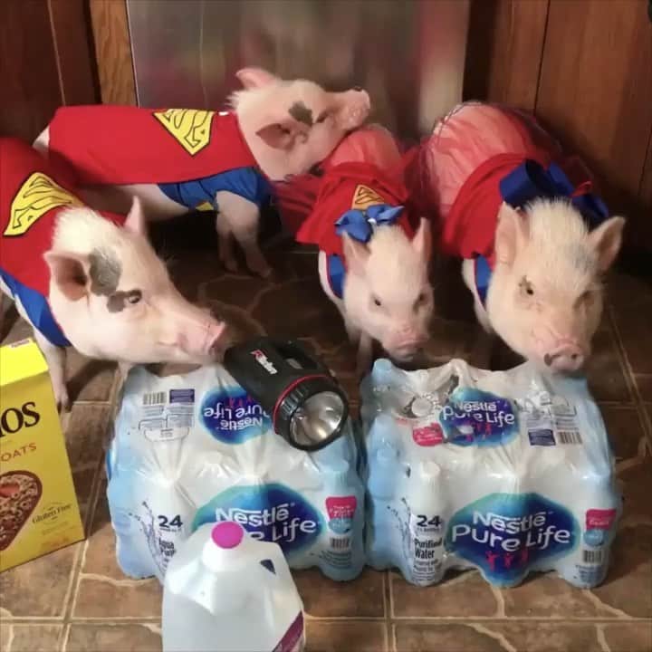 のインスタグラム：「Dorian, you look like a job for Super Pigs! Silly Pop always has us put on our capes and have our super powers ready when a hurricane is approaching. We are in North Florida so we are not expecting a direct hit anywhere near us, but thOINK you for all of you asking and concerned about us. We are just expecting rain, high winds and possible power outages here, so we are preparing for that. Of course that could change, so Mommy is watching closely. Piggy prayers for all our friends in South Florida!🐷💙❤️#herewegoagainflorida #hurricanedorian #superpigs #PoseyandPink #Pigtailthepug #PrissyandPop」